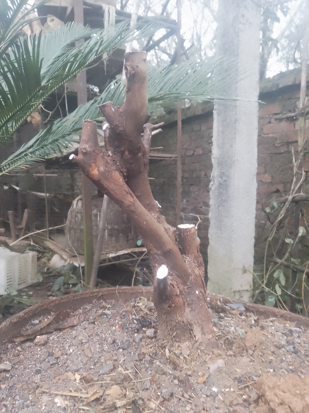 小叶三角枫还是不错的盆景素材,那小山松上好盆就给它做了造型,采挖的