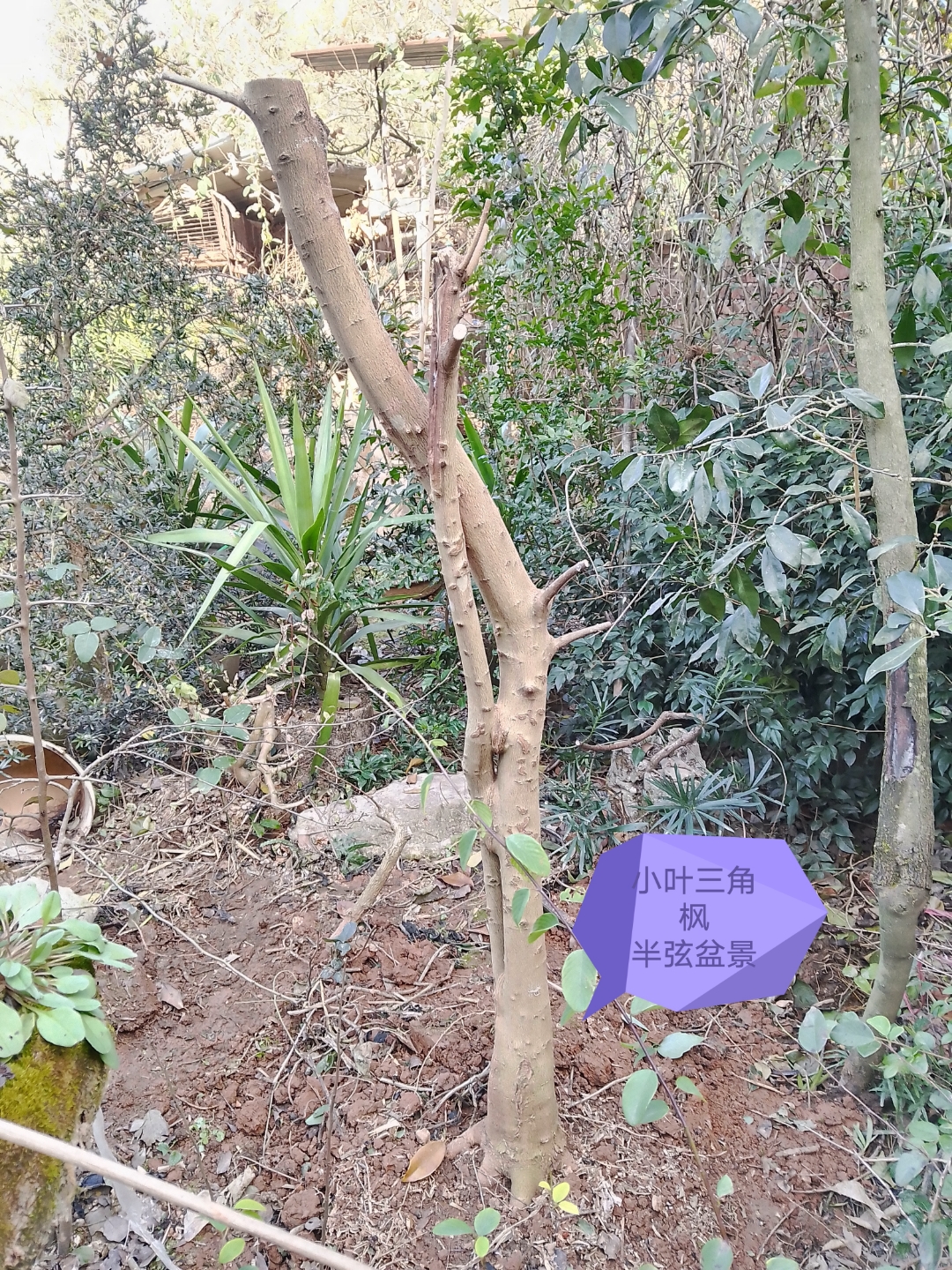 这几天全力去采挖小叶三角枫,它们生长在村子附近的一户人家的土边,那