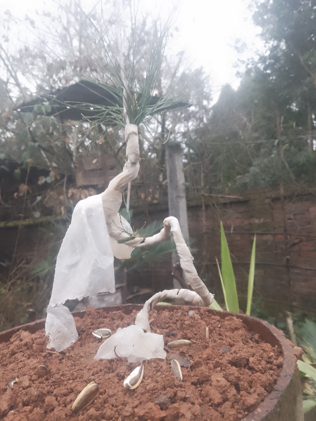 小叶三角枫还是不错的盆景素材,那小山松上好盆就给它做了造型,采挖的