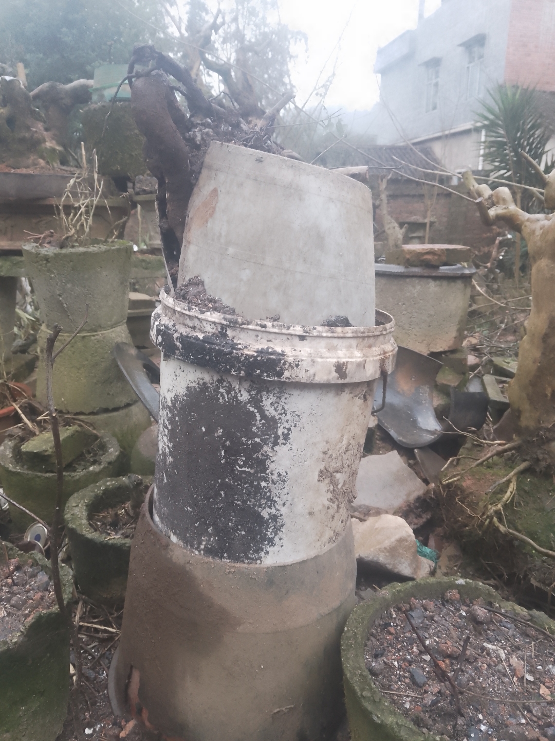 小叶三角枫还是不错的盆景素材,那小山松上好盆就给它做了造型,采挖的