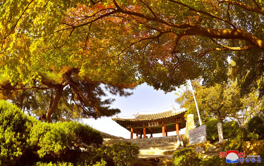 秋日暖阳洒在身上,温暖而宁静.此行难忘,龙岳山的秋景,将成