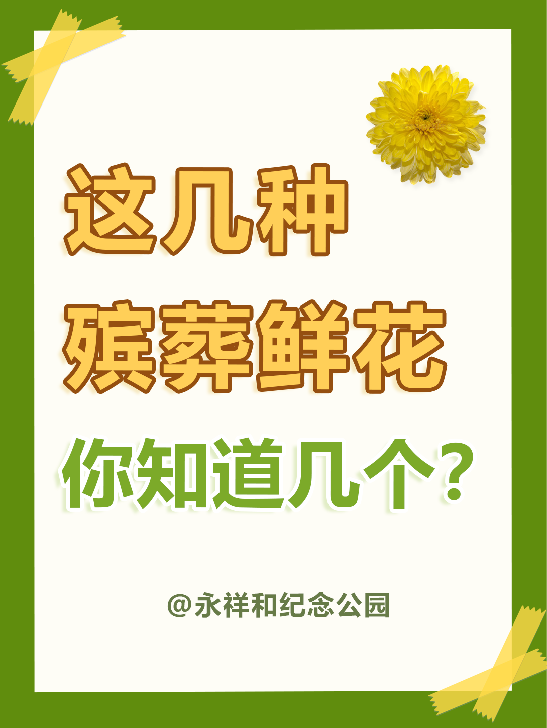 白菊花的花语和寓意是什么