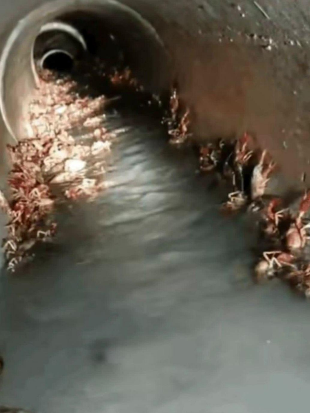 下水道发现了好多小龙虾,怕是再往里面走,就会遇到