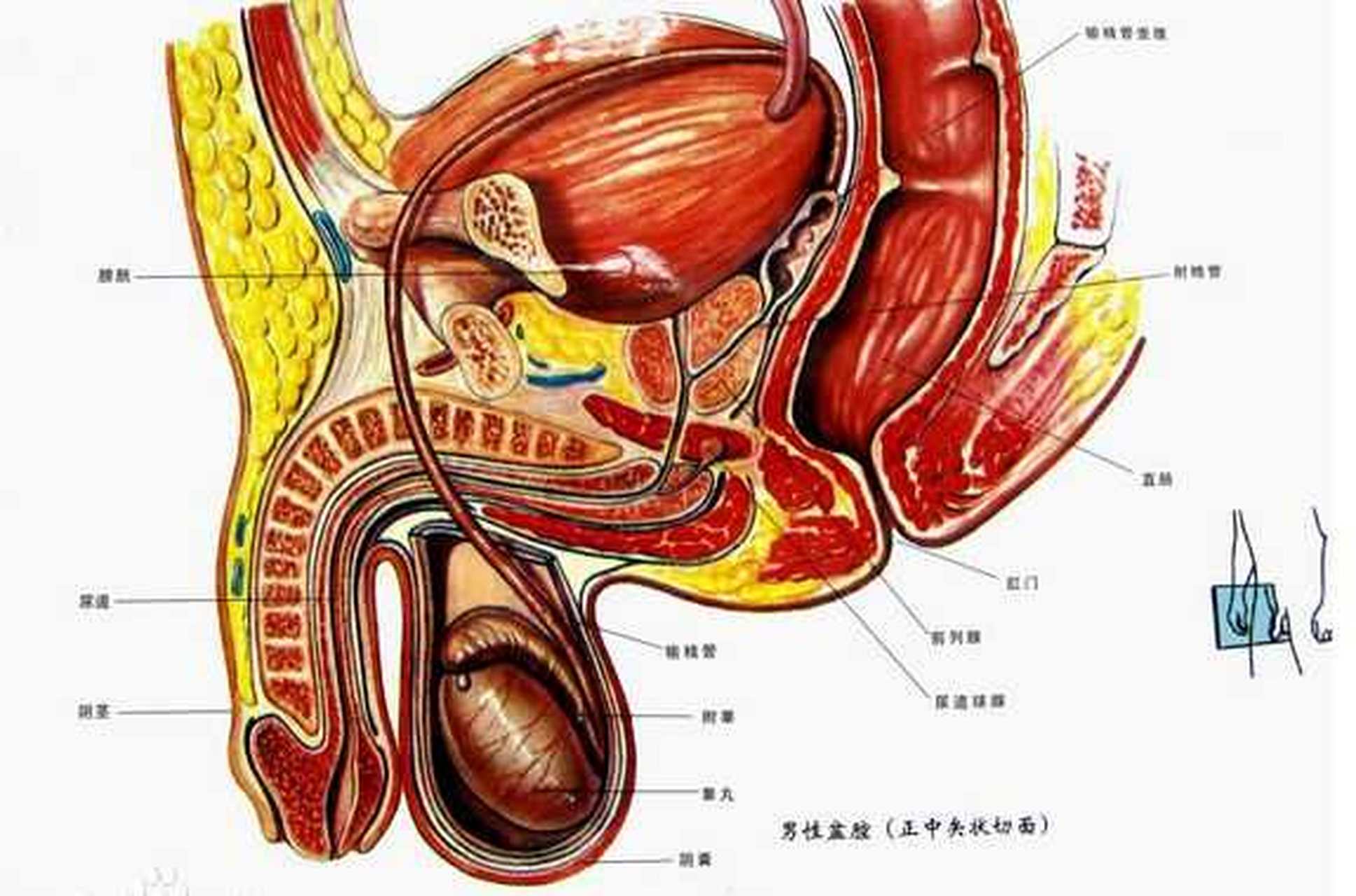 男人的炎症 男性图片