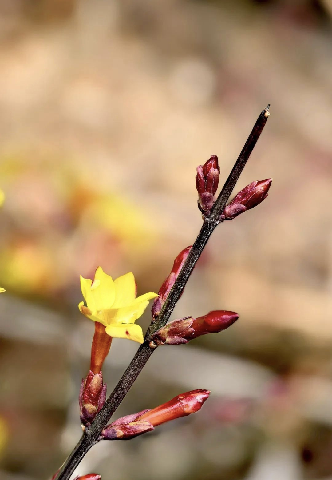 蜜蜂在花丛间忙碌着,它们是迎春花最忠实的听众,聆听着花朵绽放的声音