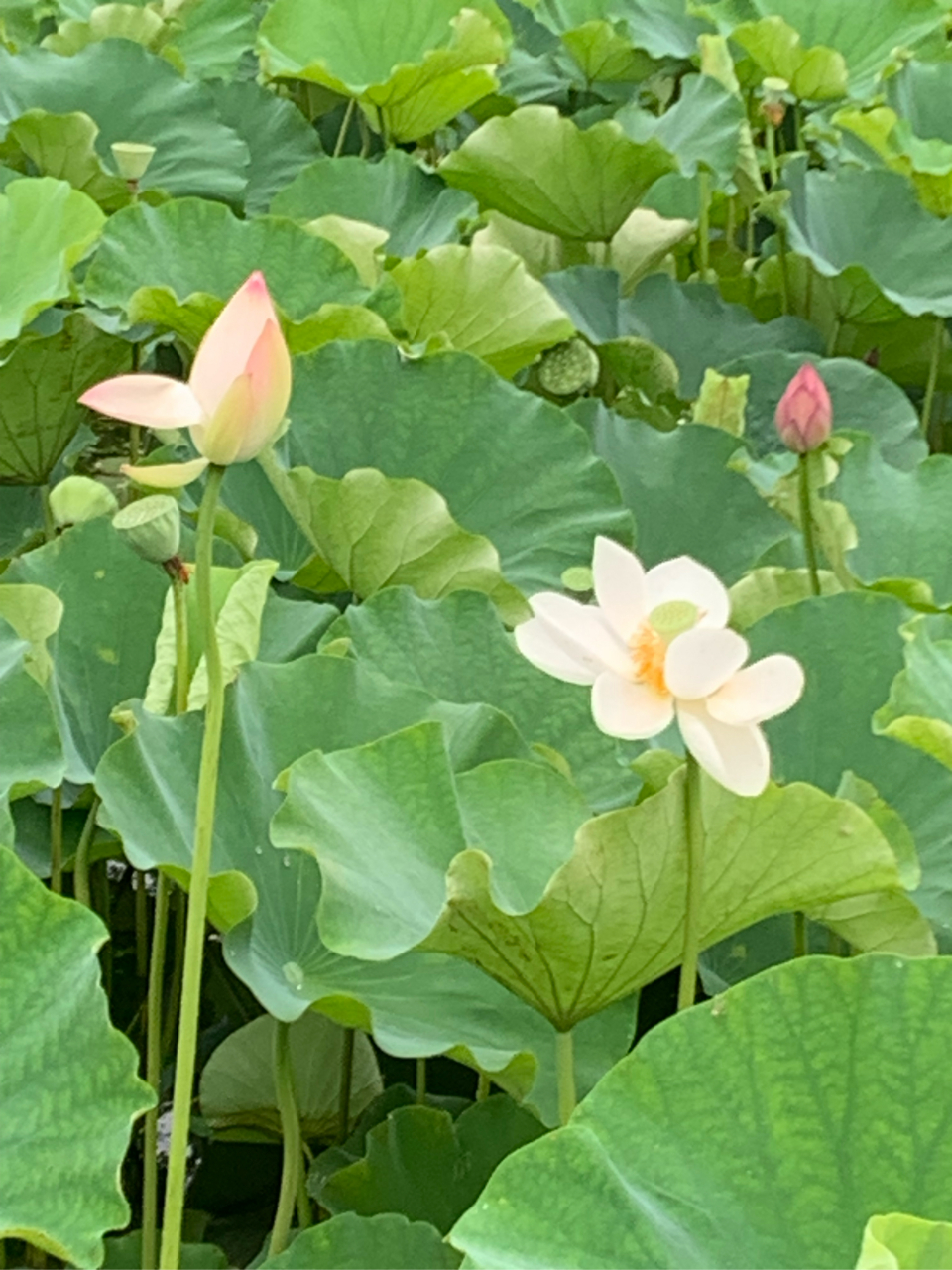 7月2日,无锡管社山庄的荷花在雨中开得非常鲜艳美丽