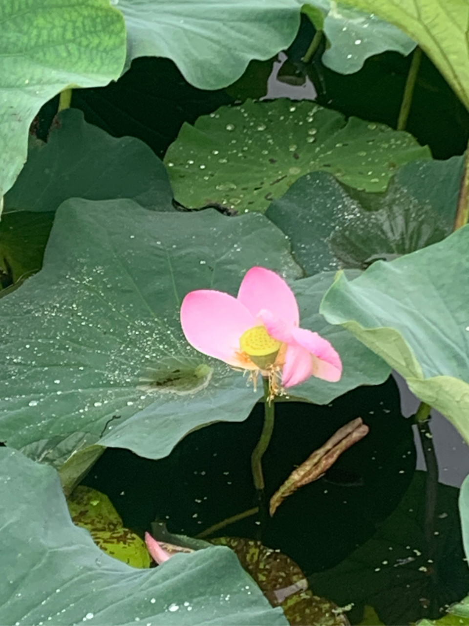 7月2日,无锡管社山庄的荷花在雨中开得非常鲜艳美丽