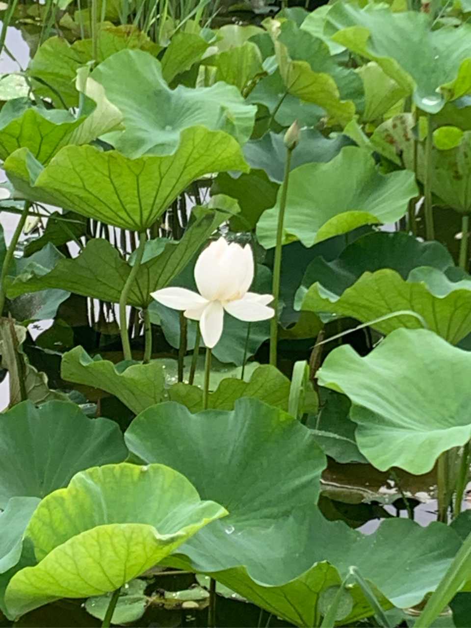 7月2日,无锡管社山庄的荷花在雨中开得非常鲜艳美丽