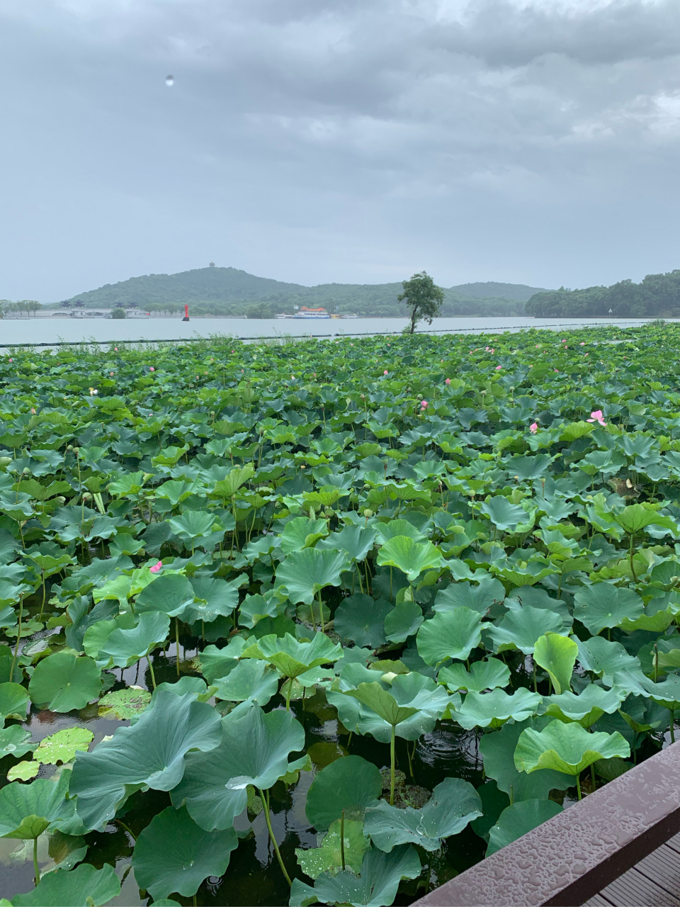 7月2日,无锡管社山庄的荷花在雨中开得非常鲜艳美丽
