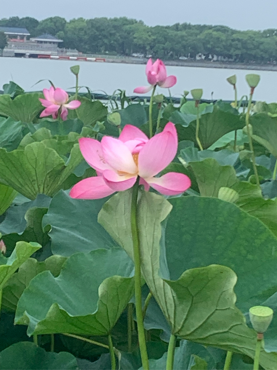 7月2日,无锡管社山庄的荷花在雨中开得非常鲜艳美丽