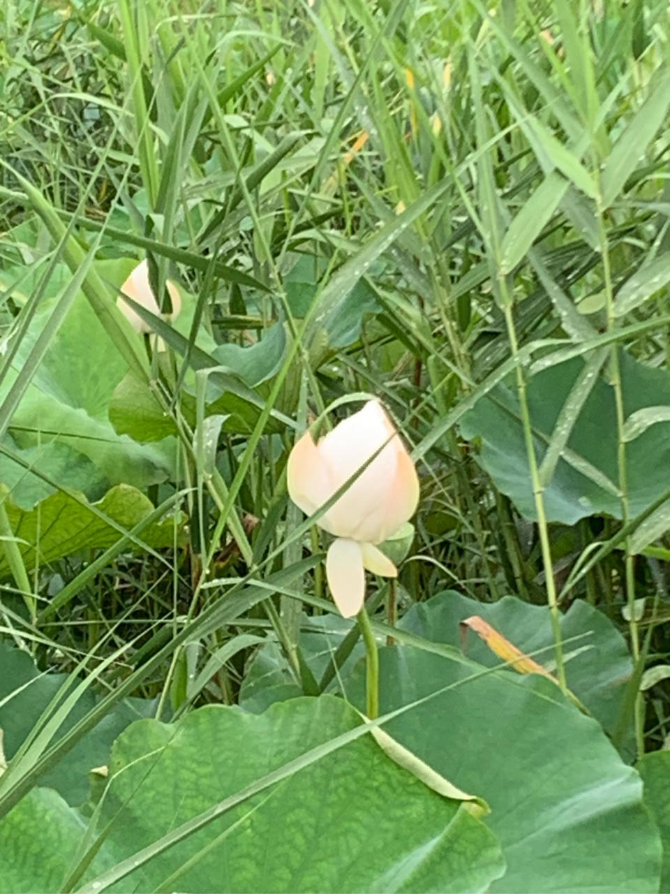7月2日,无锡管社山庄的荷花在雨中开得非常鲜艳美丽