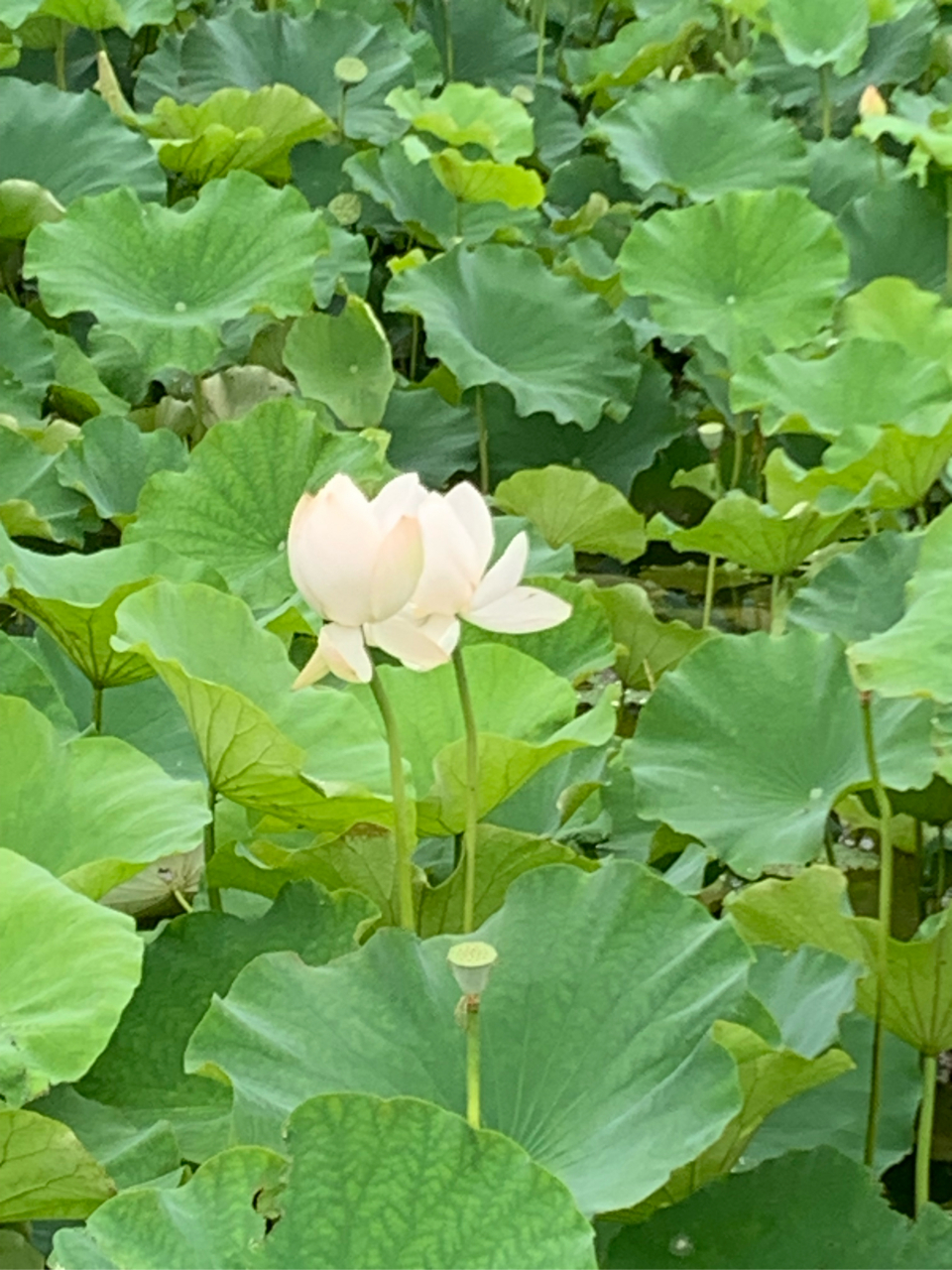 7月2日,无锡管社山庄的荷花在雨中开得非常鲜艳美丽