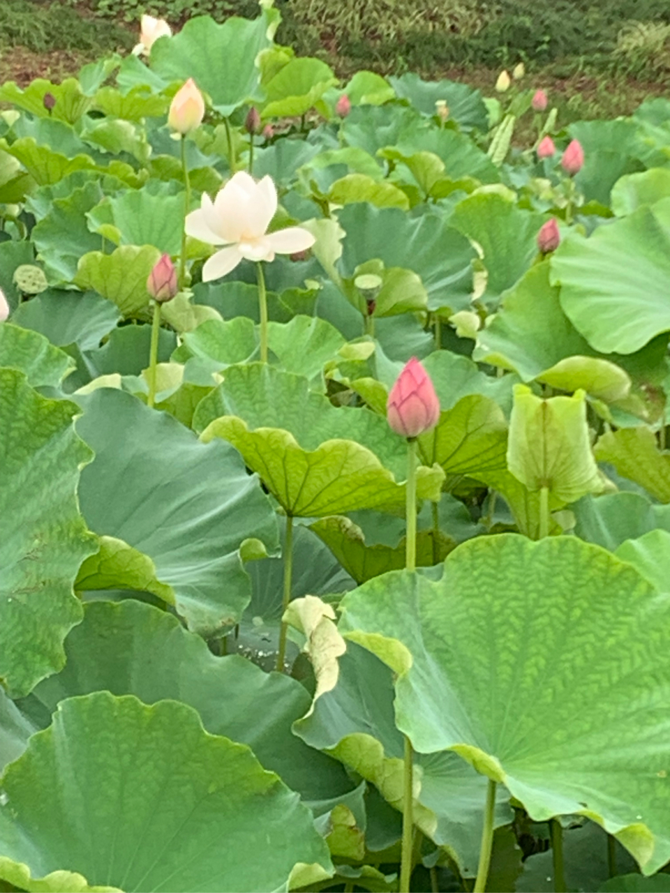 7月2日,无锡管社山庄的荷花在雨中开得非常鲜艳美丽