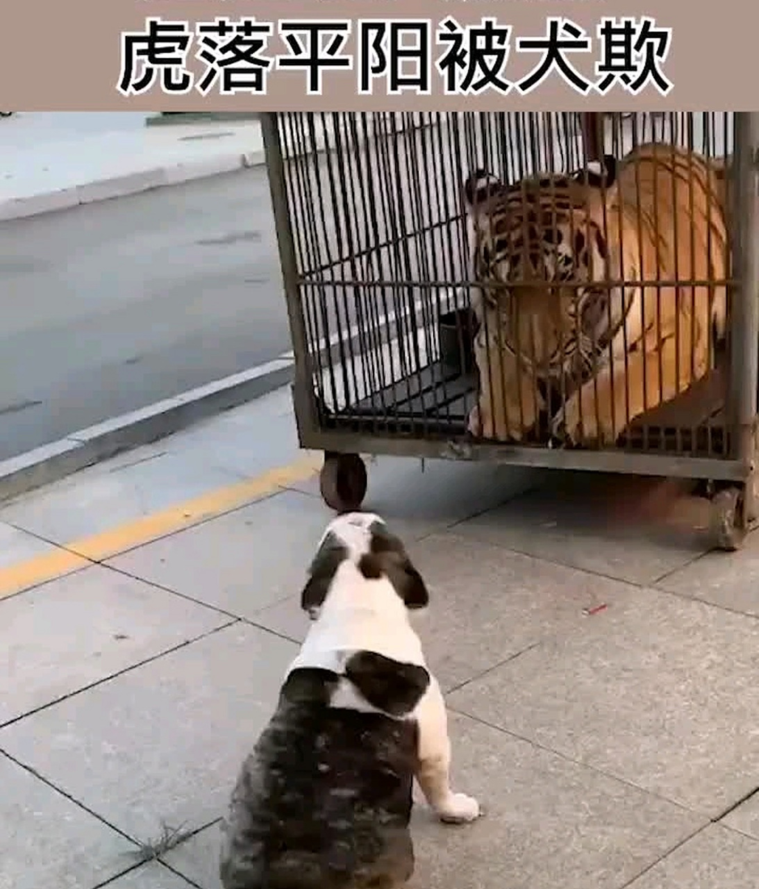 虎落平阳被狗欺!          人生百态,世态炎凉!