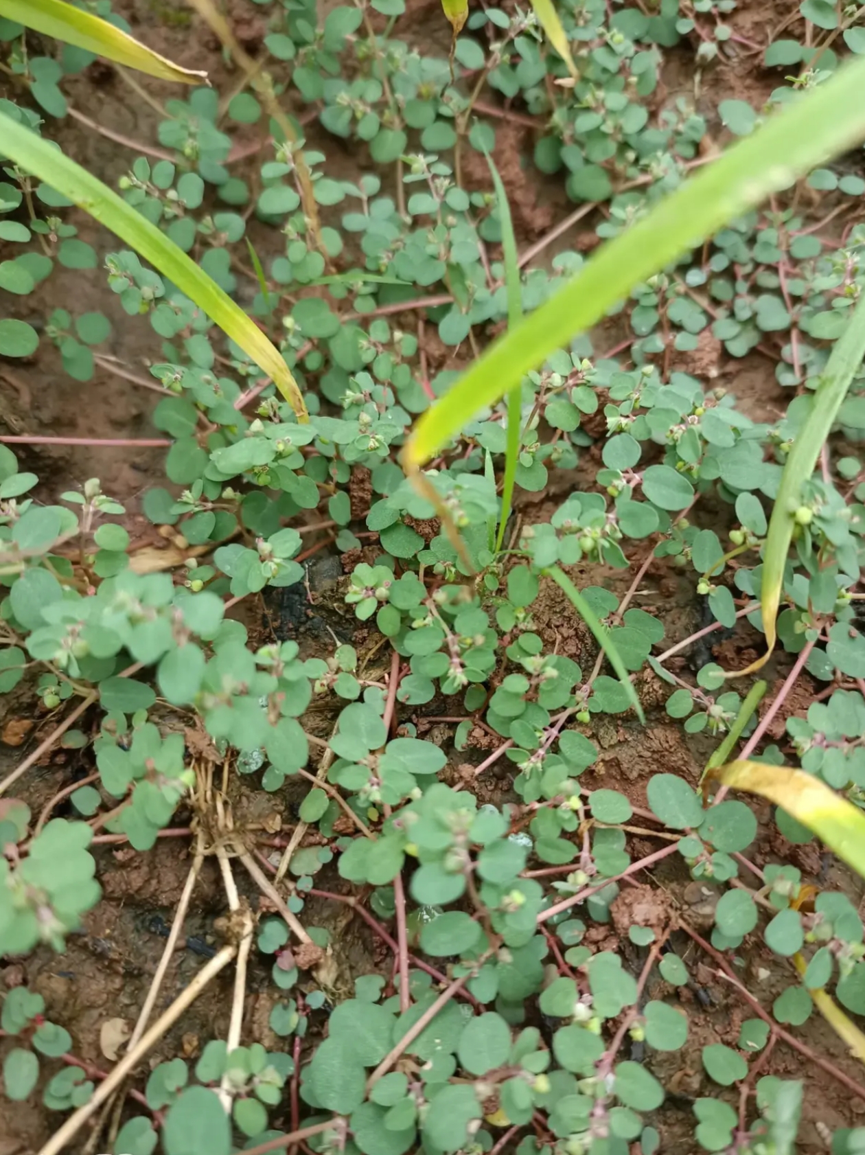 这草很稀少,就连农民朋友应该都没几人认识它,却长在了我的韭菜地里