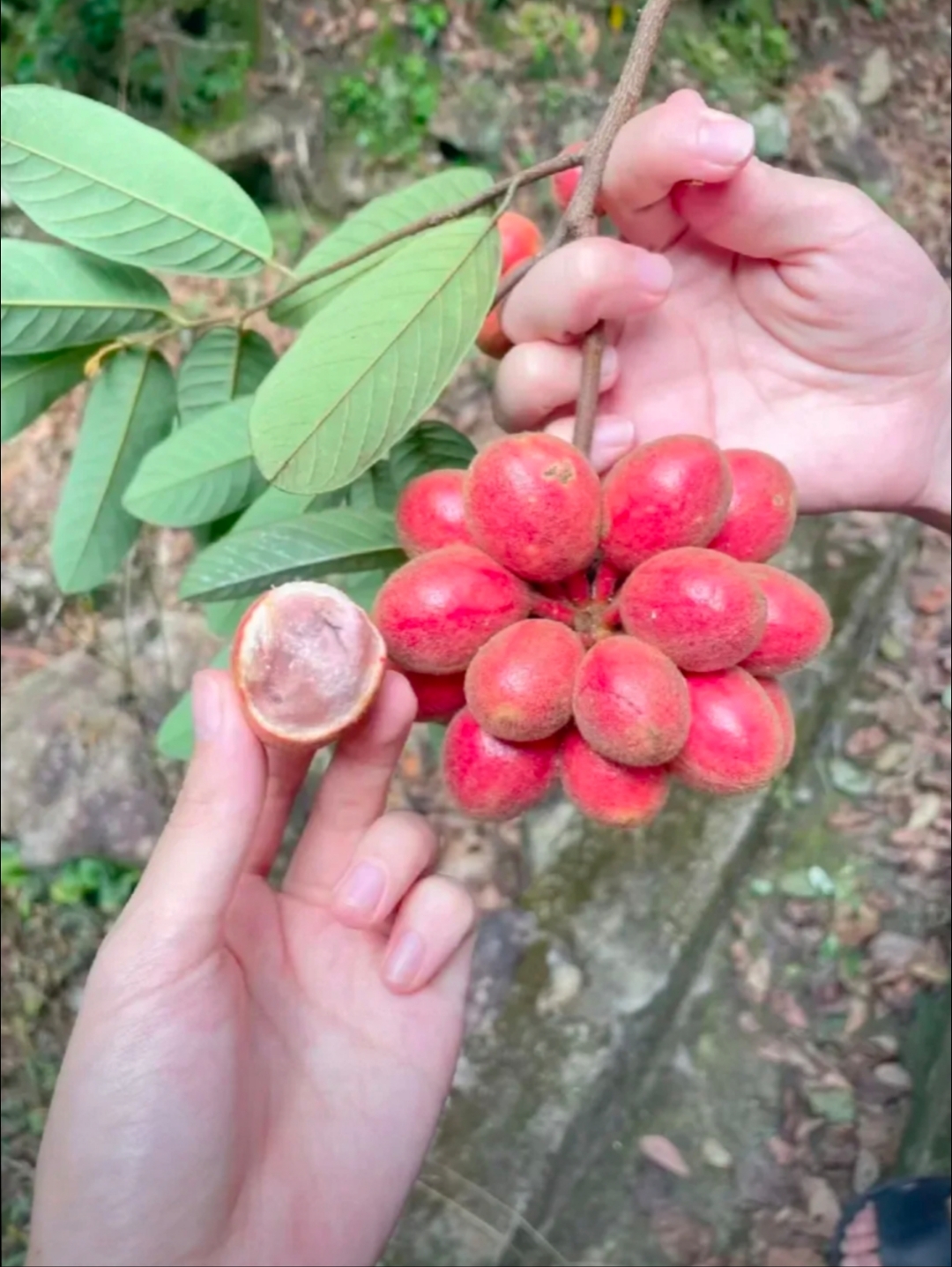昨天去山上发现的果子,红红的果子不知道能不能吃,我忍不住摘了一些