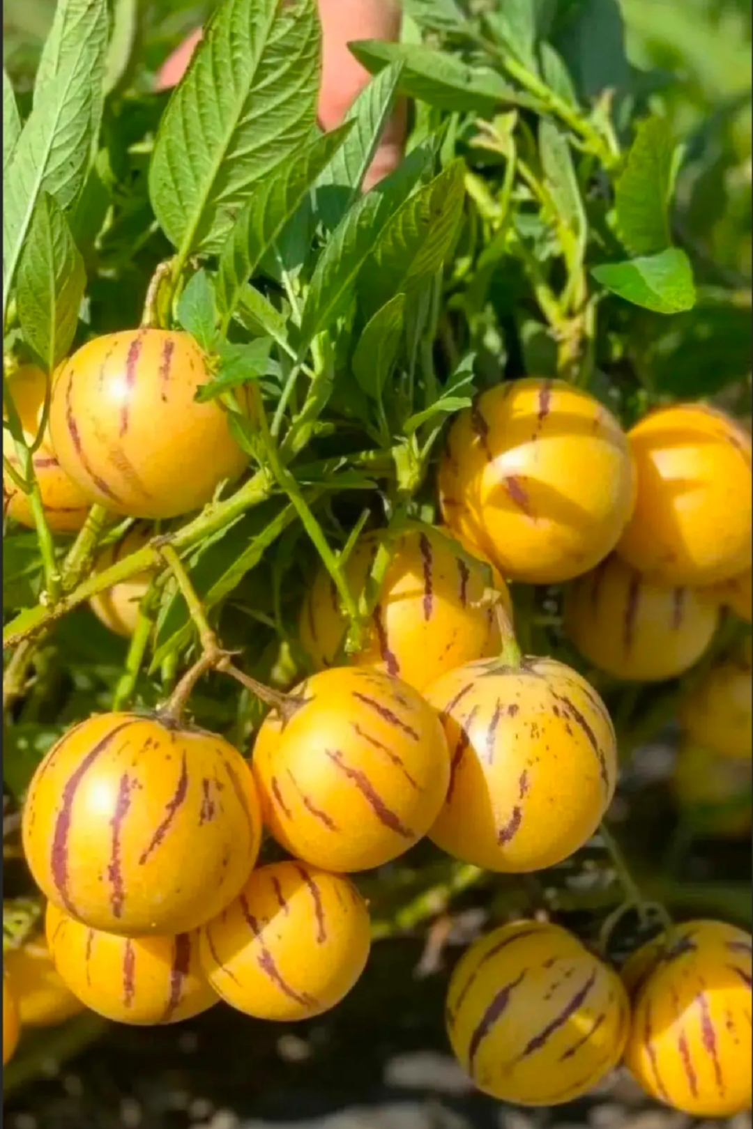 昨天到乡下去玩,看到有一种叶子长的像土豆叶,圆圆的黄色果实带点花皮