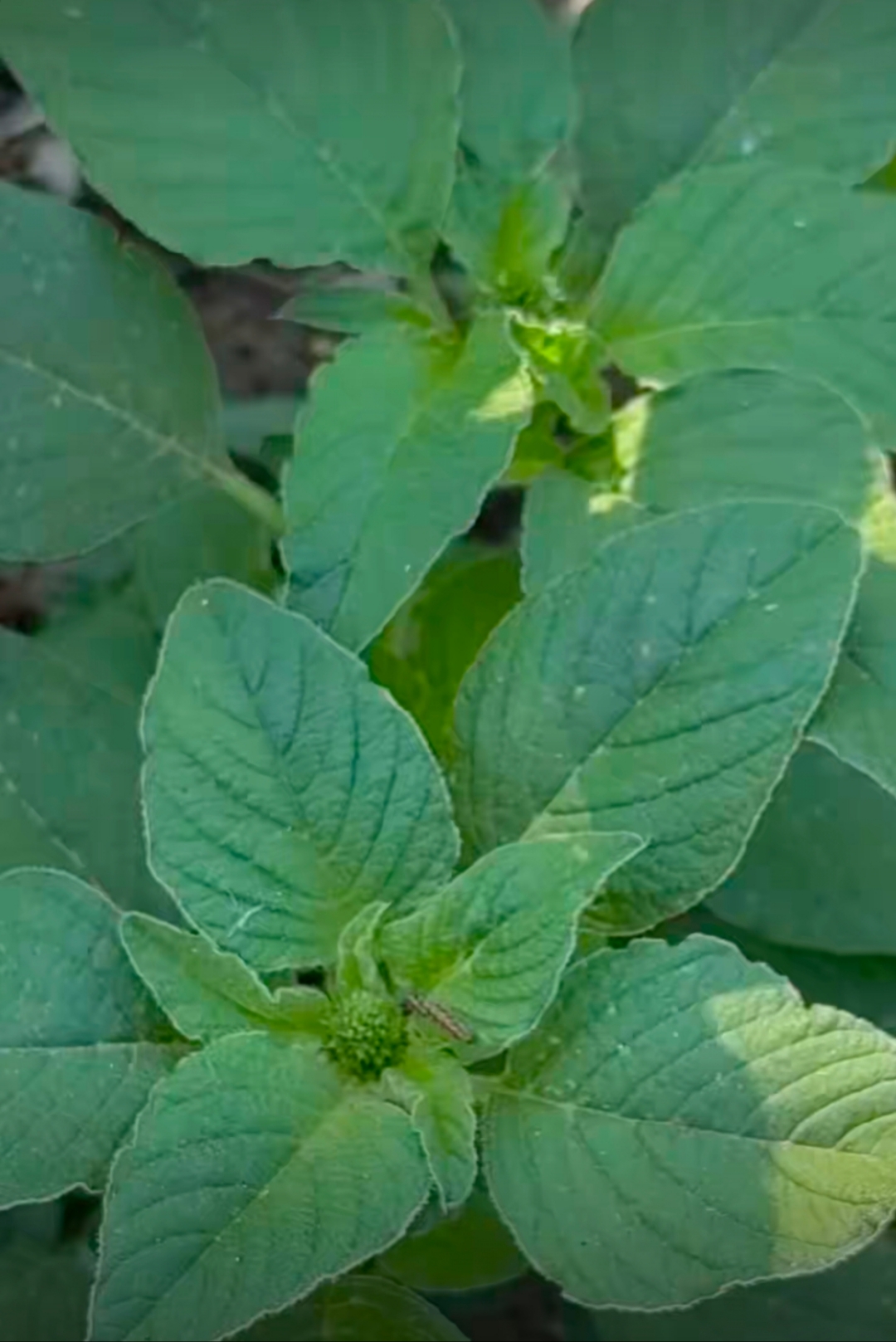 这种植物我妈非说是野菜拔了一大筐说要蒸着吃