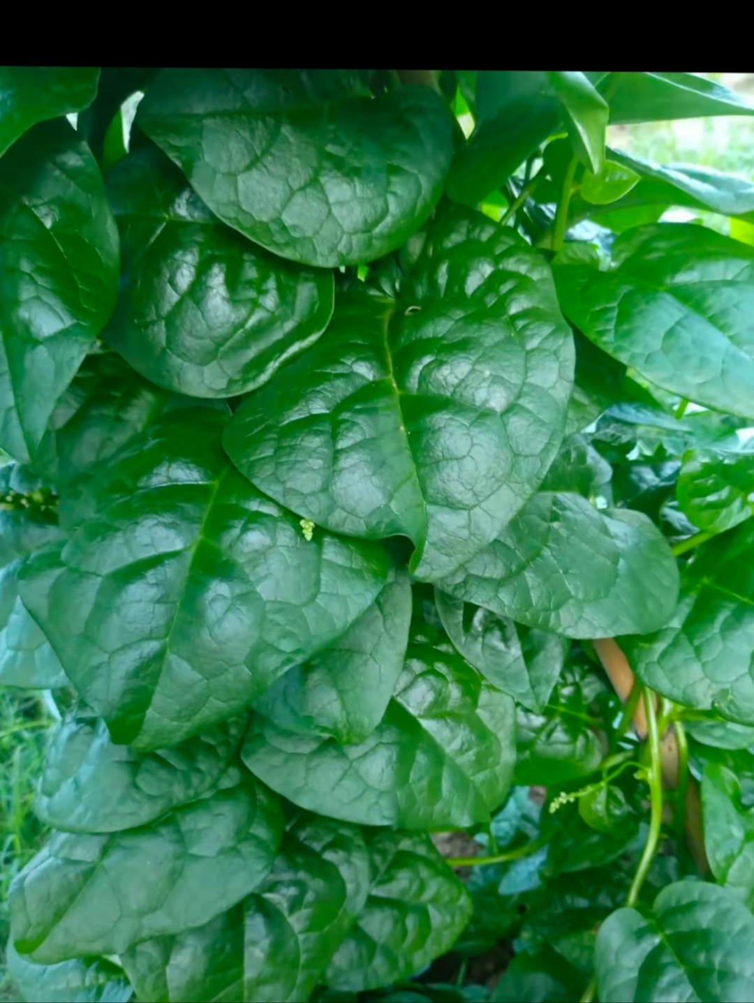 老爸在乡下老家种的这种菜,连虫子都不吃的菜,从种下到采摘,从没有喷