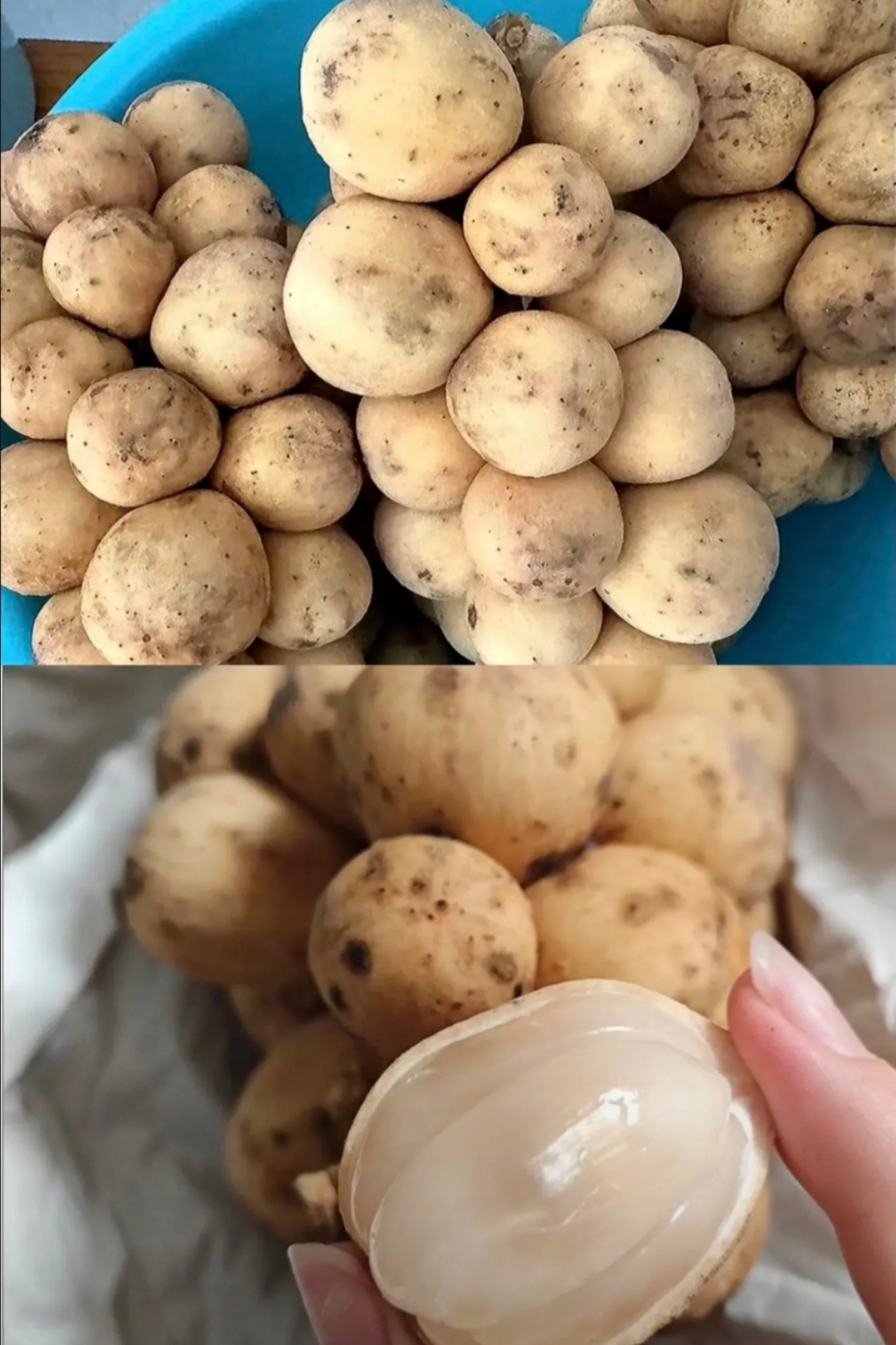 其实不是,只是外观像土豆