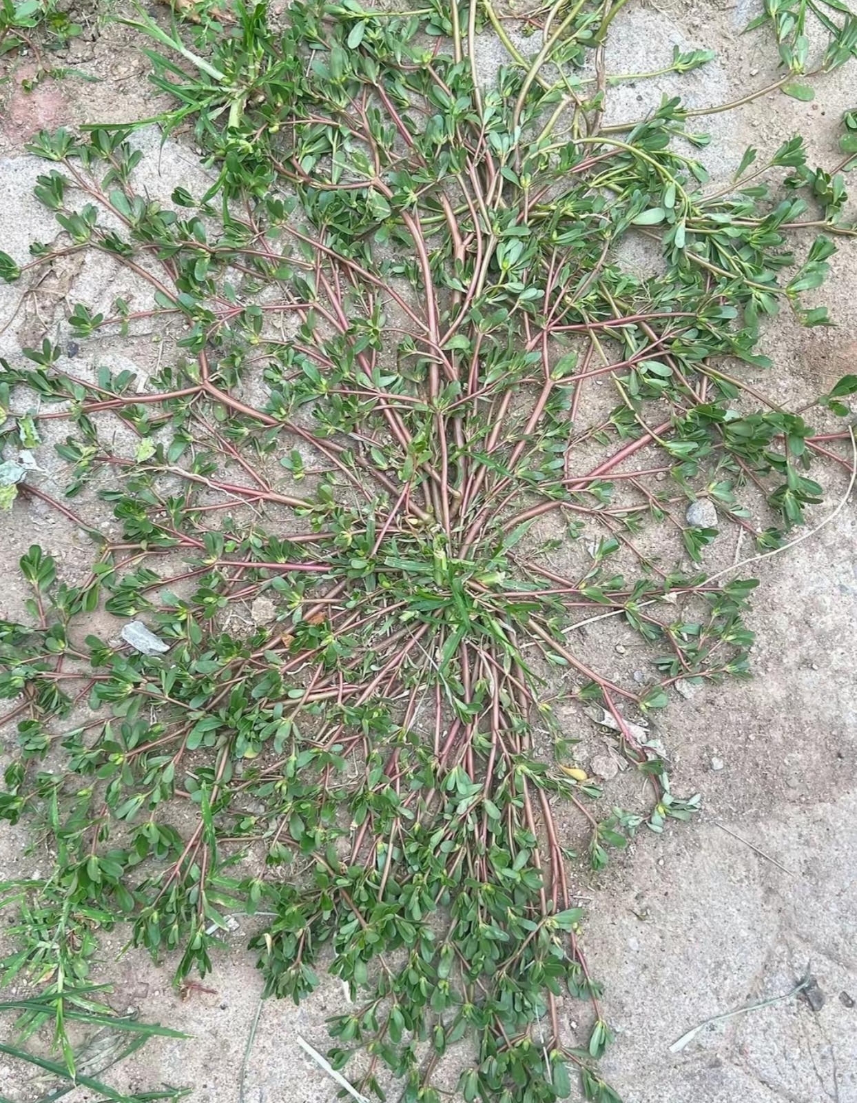 它叫"马齿苋",这个野菜号称不死草,新鲜的马齿苋吃起来有点酸,晒干了