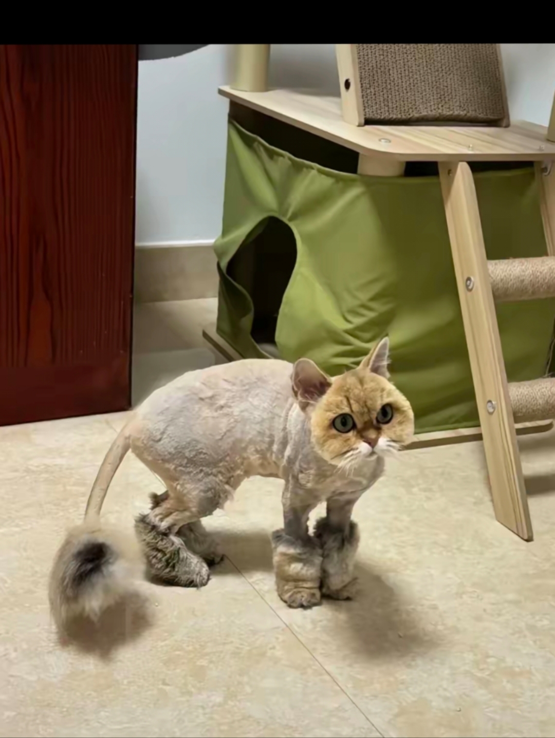 老婆给家里的猫给剃光了毛,还得意洋洋拍照让我看,老婆说这两天天气