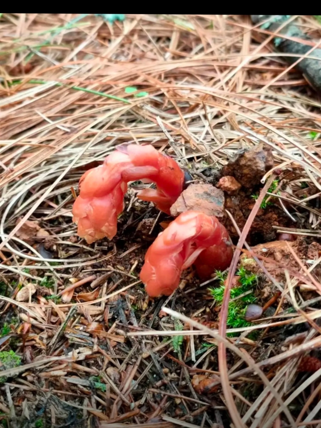 小红褐蘑菇图片