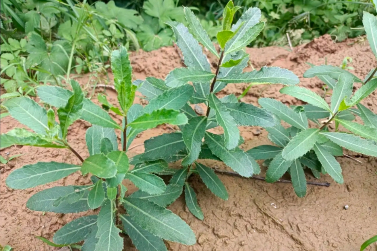 它在饥荒年代,救了很多人,特别是50,60年代的人对