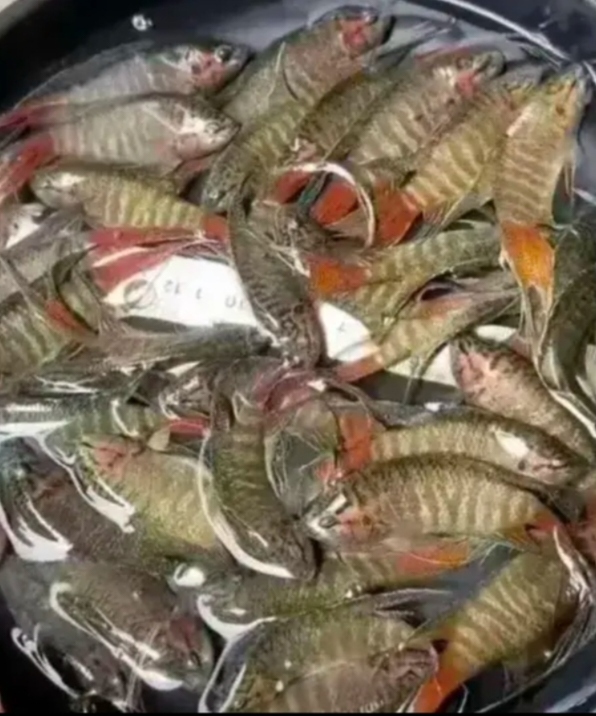 有知道这种鱼叫什么名字的吗,老家在七八十年代河沟里,苇子地理的水坑