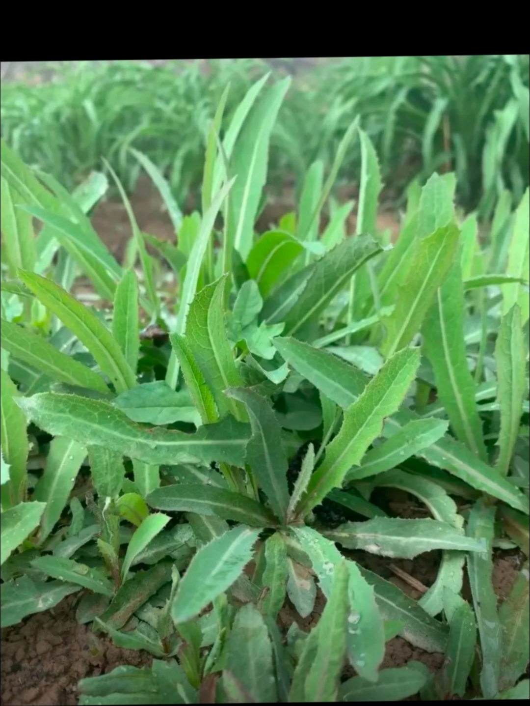 土萝卜丁野菜图片