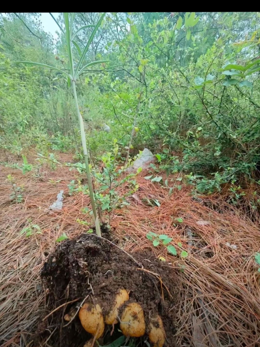 朋友的老爸上山采草药,看到一株和药材极为相像的植物,谁知道挖起来