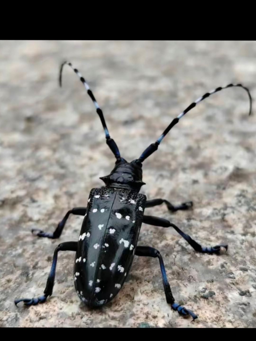 或许只有深入农村生活的人们,才能一眼认出这个昆虫吧!