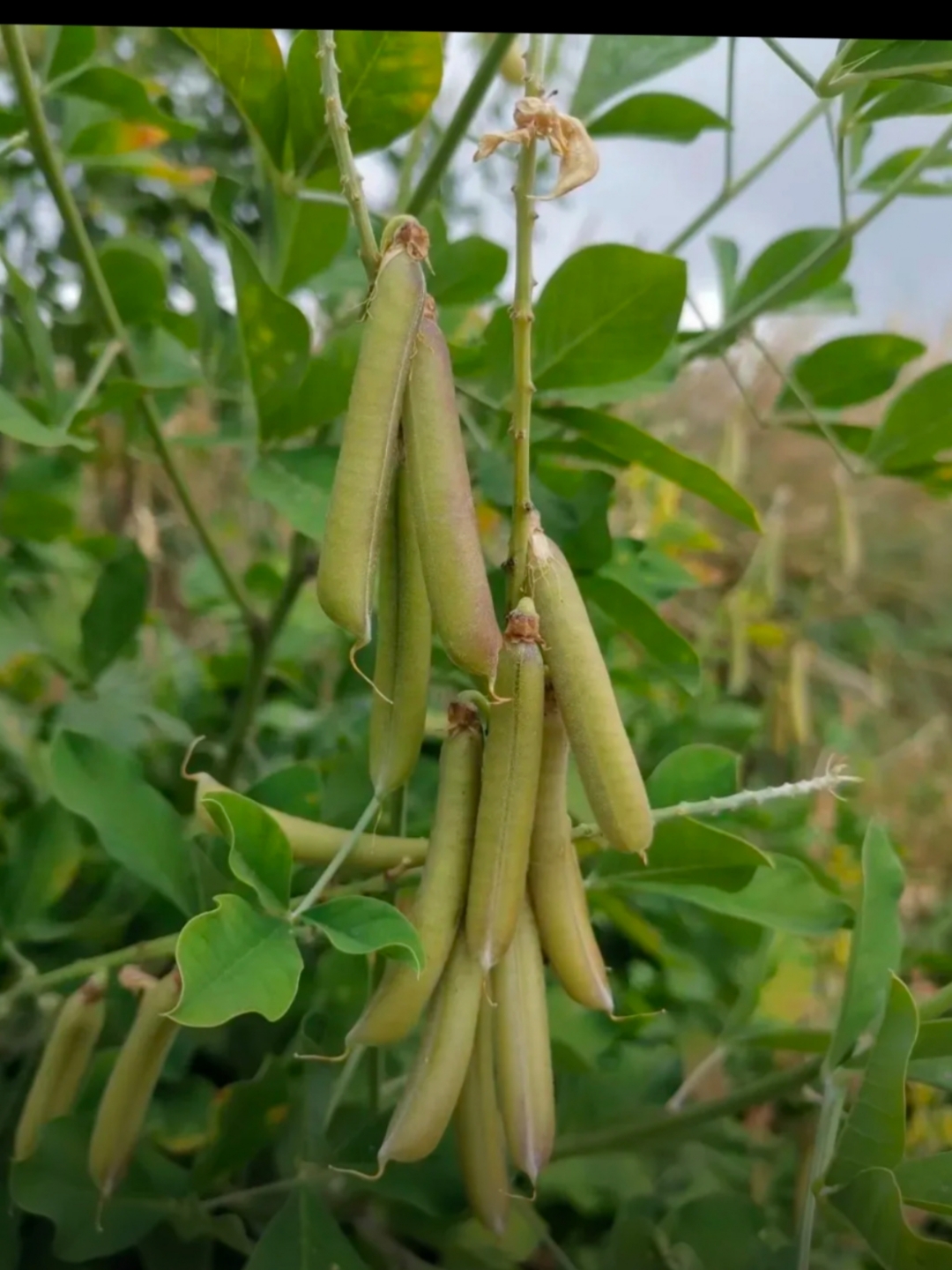 碗豆夹是什么(豌豆荚是什么菜)