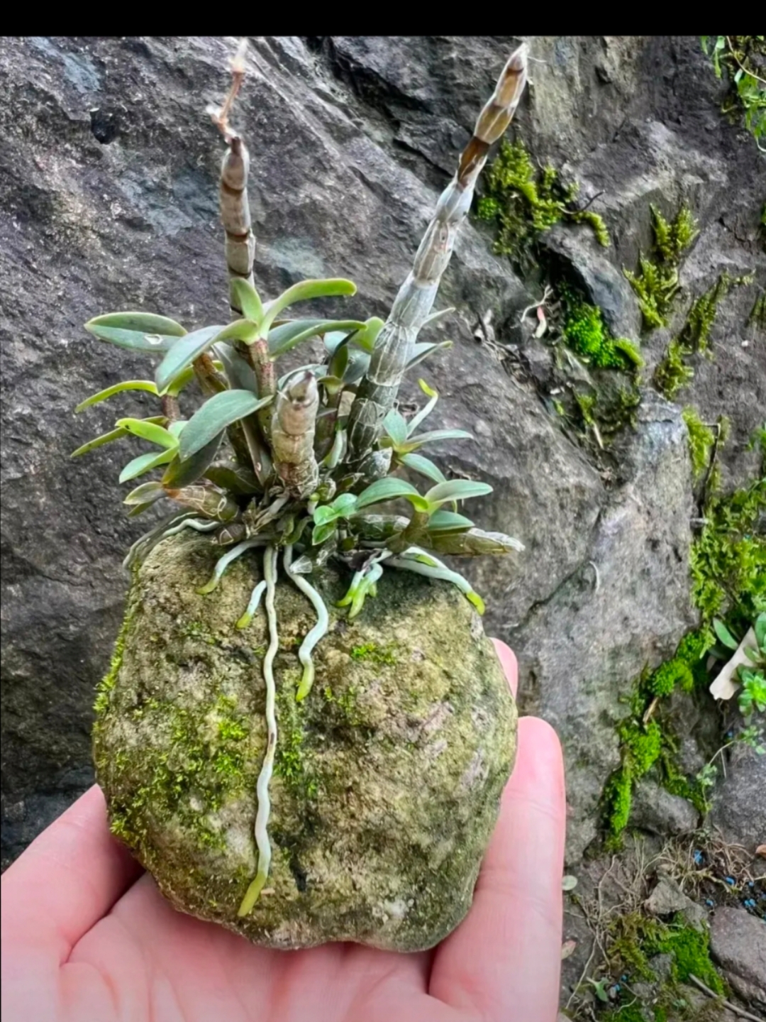 石壁上没有泥沙,而这种植物就靠着根系依附在上面,还长得生机盎然的.