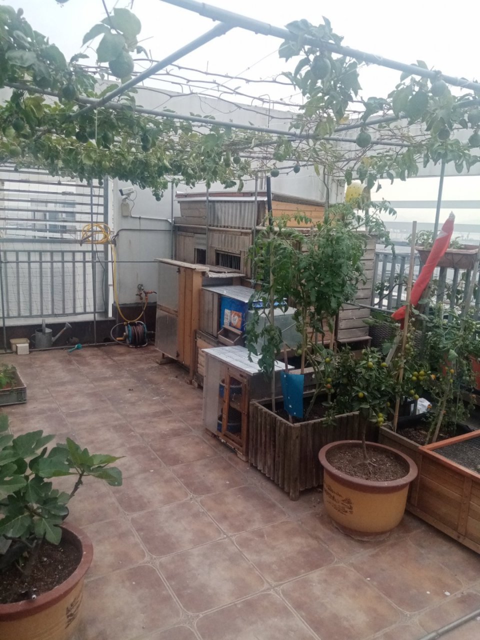 我的主力军团,台湾高王宏黄金甲台鸽,圆环慕利门火凤凰的后代,乔治波