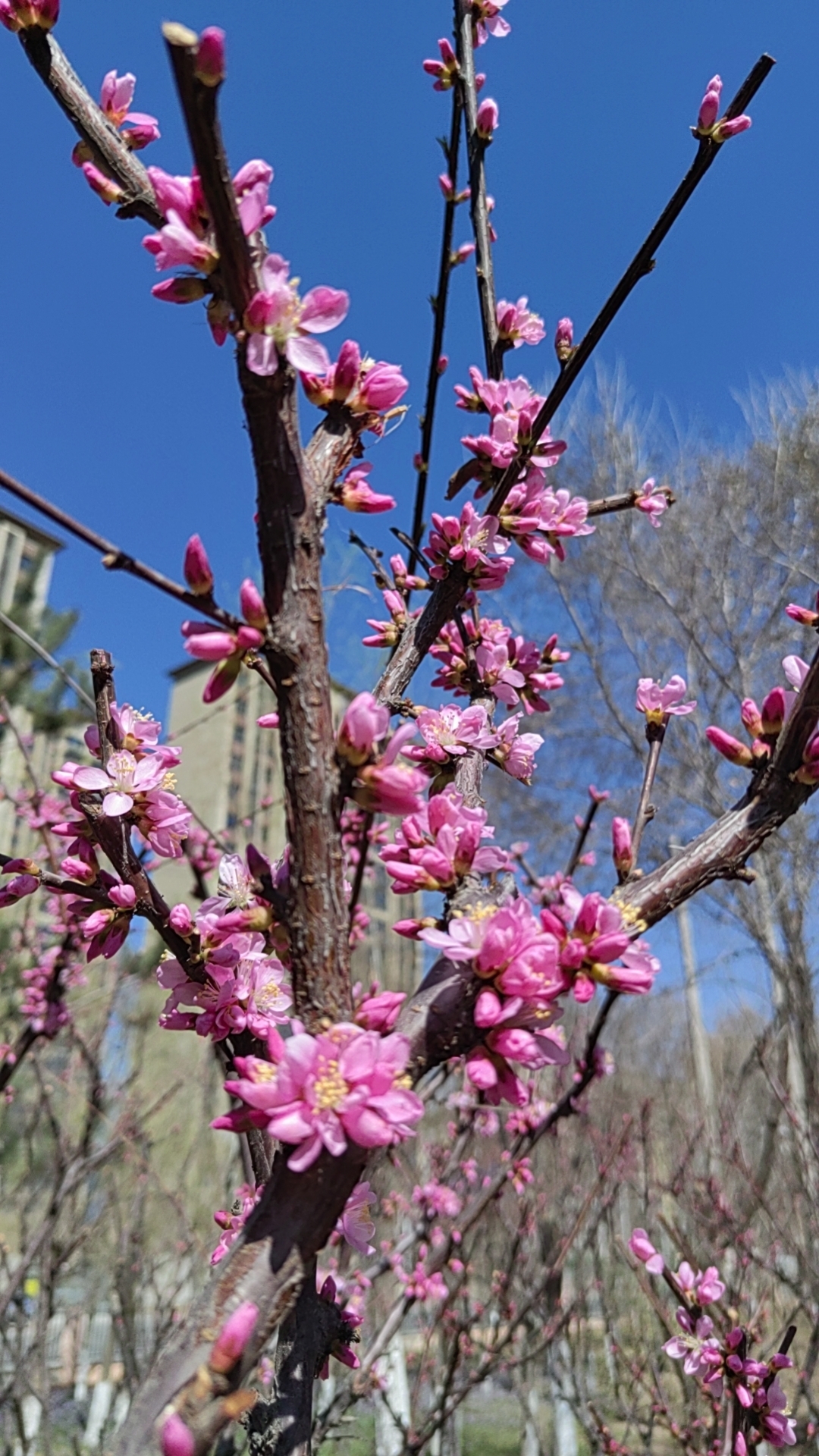 春暖花开季万物生,春风暖阳扑面而来,至此成就了希望的样子