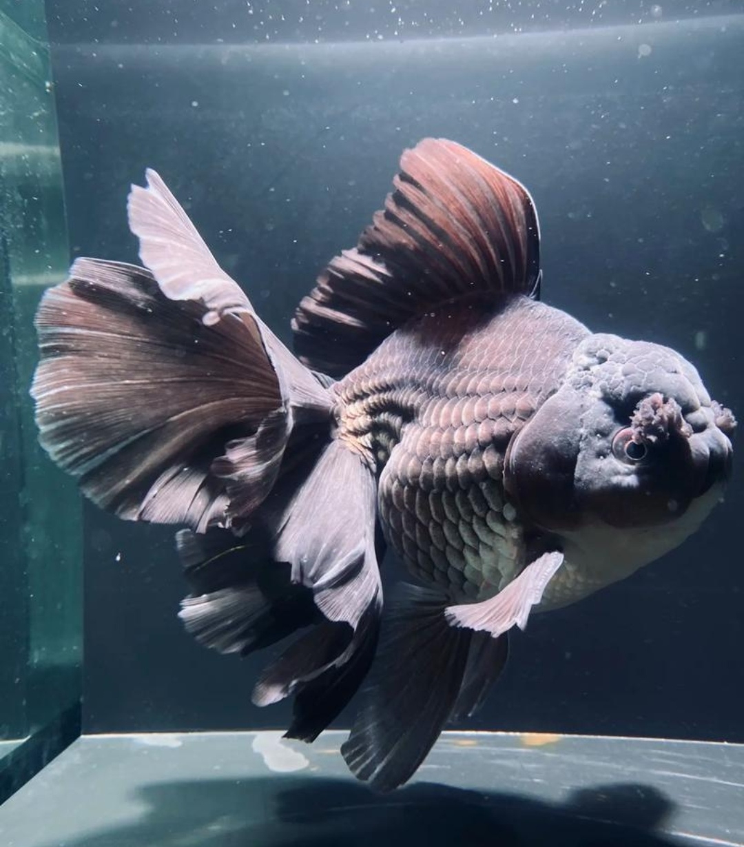 初见泰狮才知金鱼也能自带仙气,巧夺天工的流畅线条,空谷幽兰般的韵味