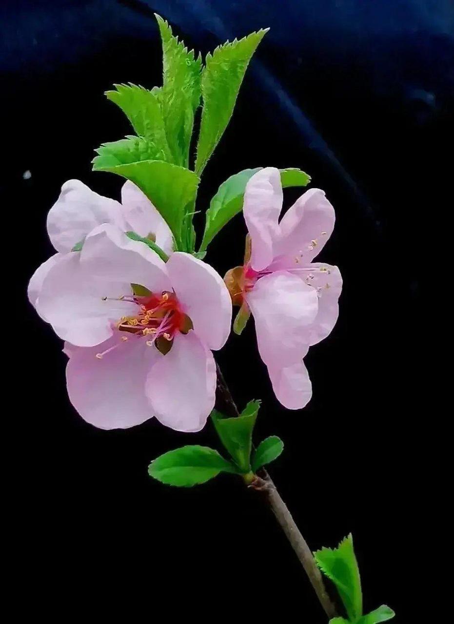 一朵花有一朵花盛開的時間,一棵樹有一棵樹成材的年限.