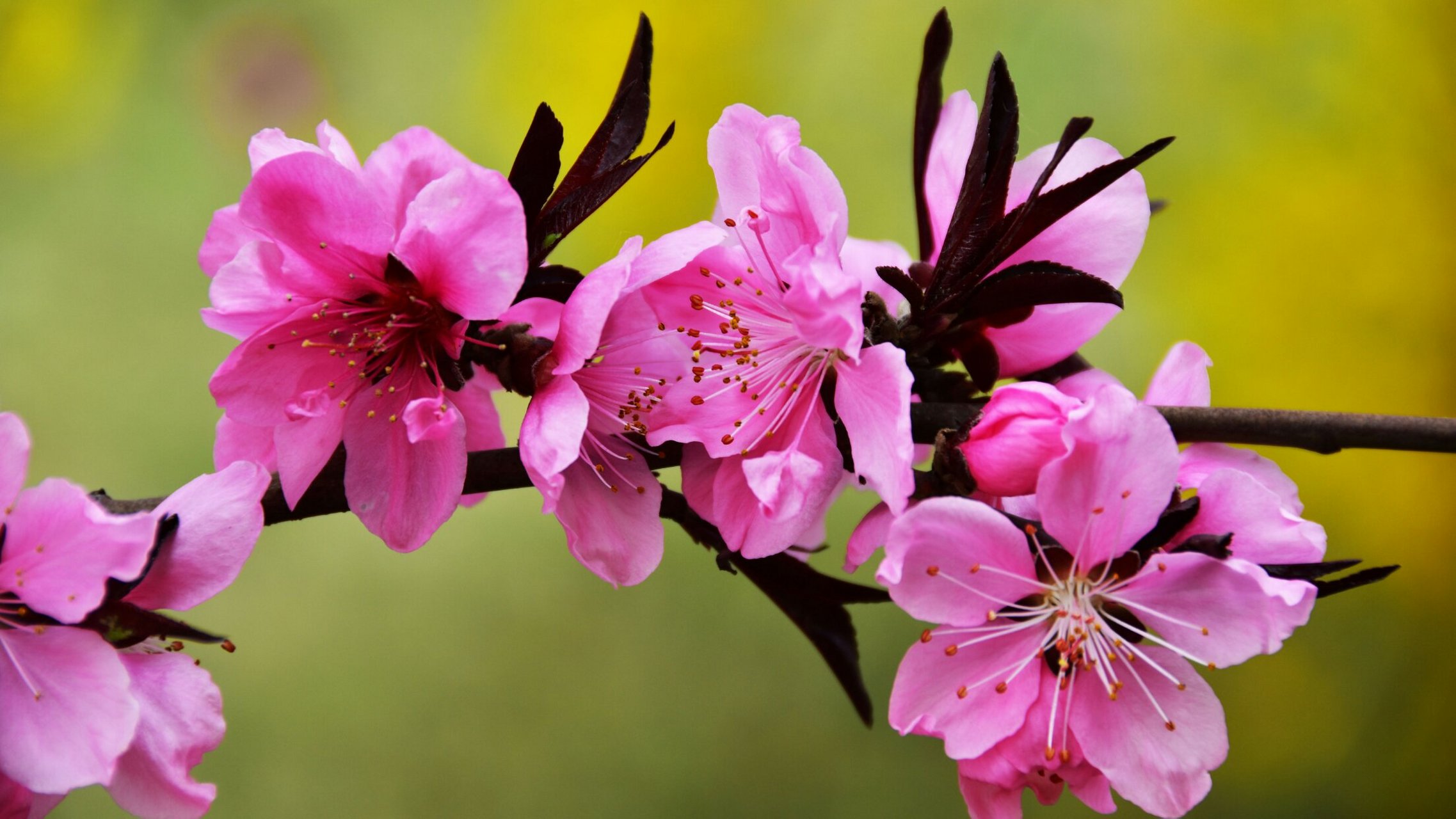 春风花草香(桃花粉色看好姿态百变)