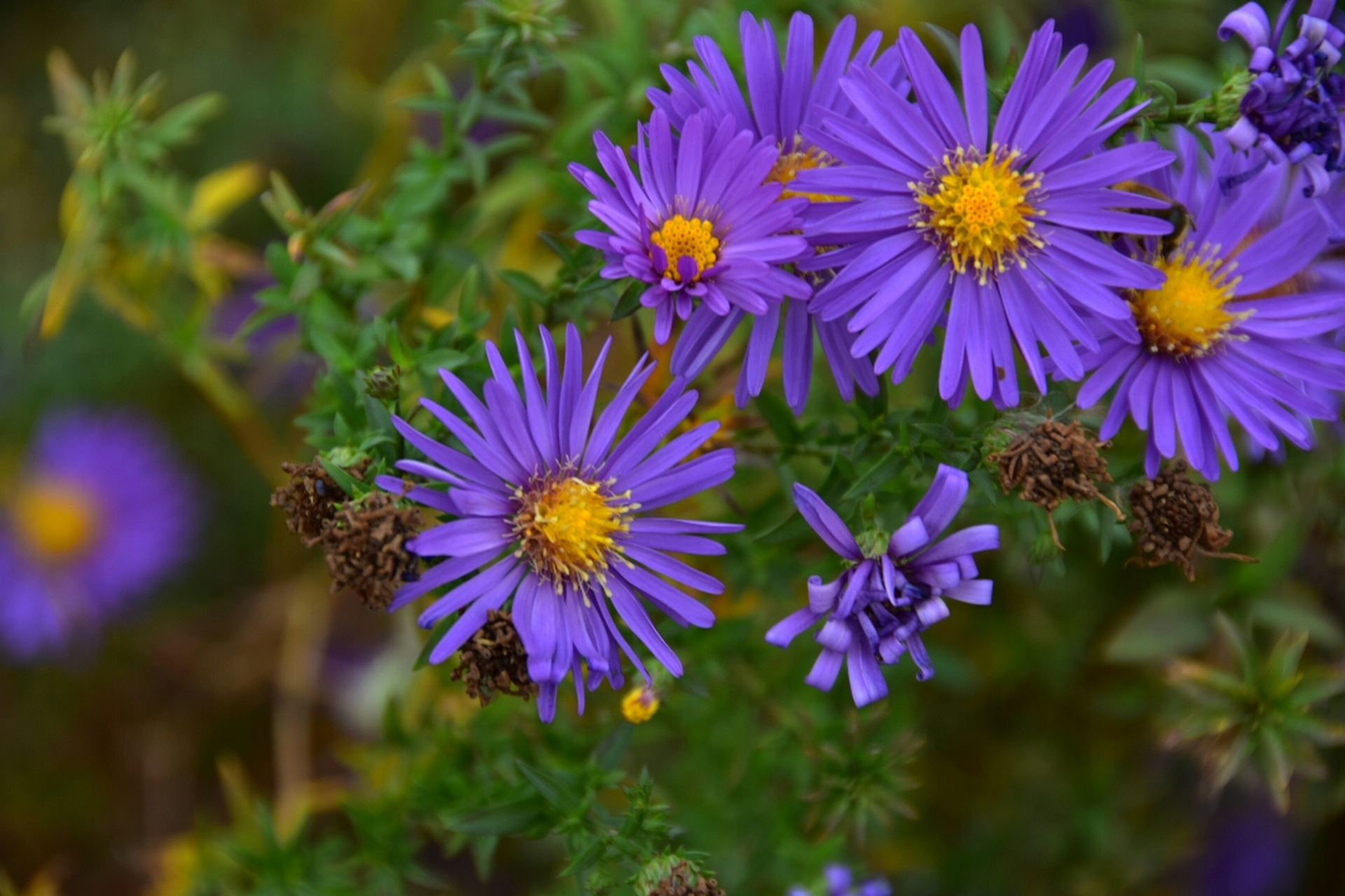 湿地公园入冬景色(紫苑花)祝福分享快乐