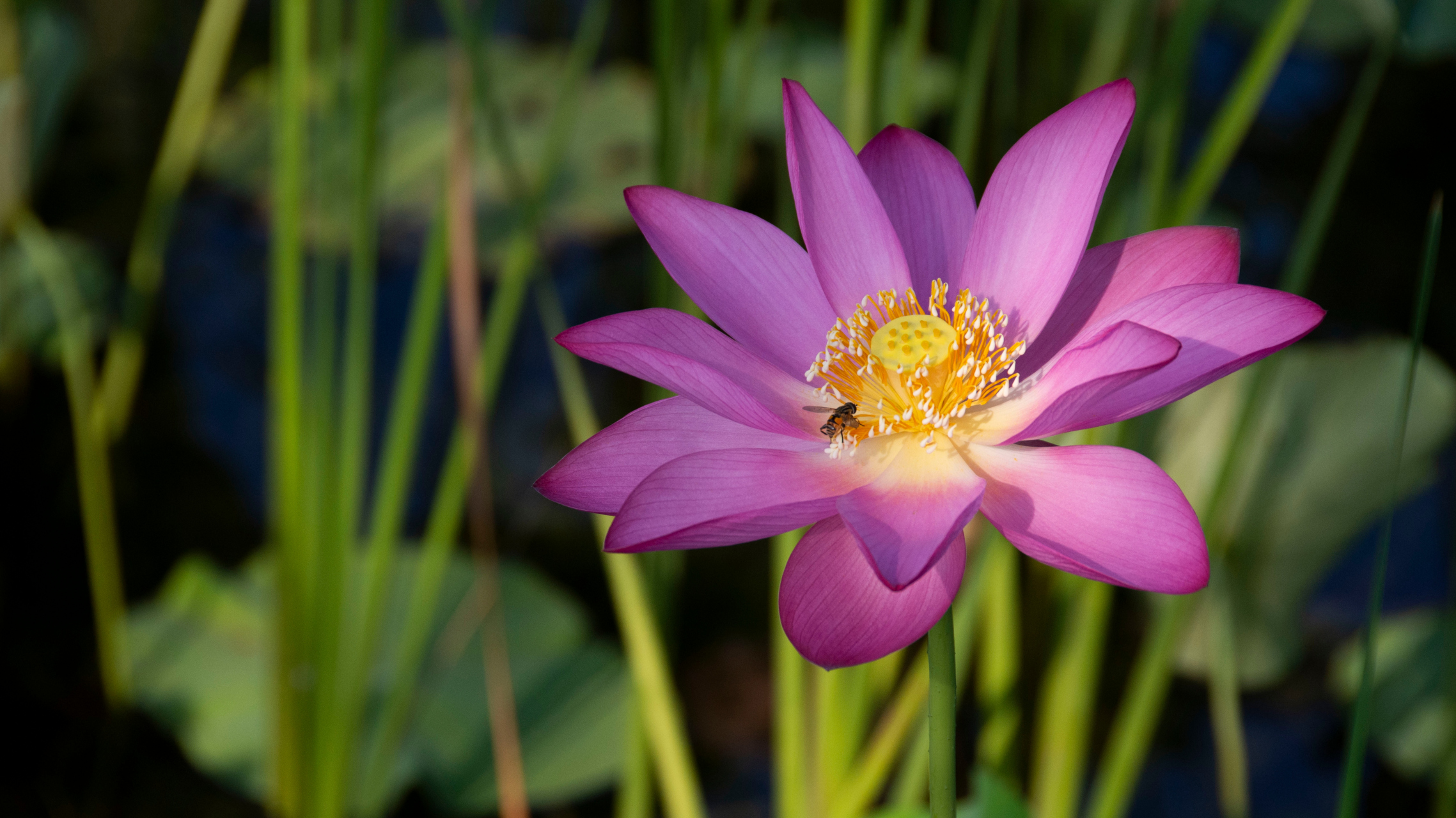 舒展美丽的花瓣,摇曳在清风中.荷池涟漪一层层 ,荷叶起舞情最浓.