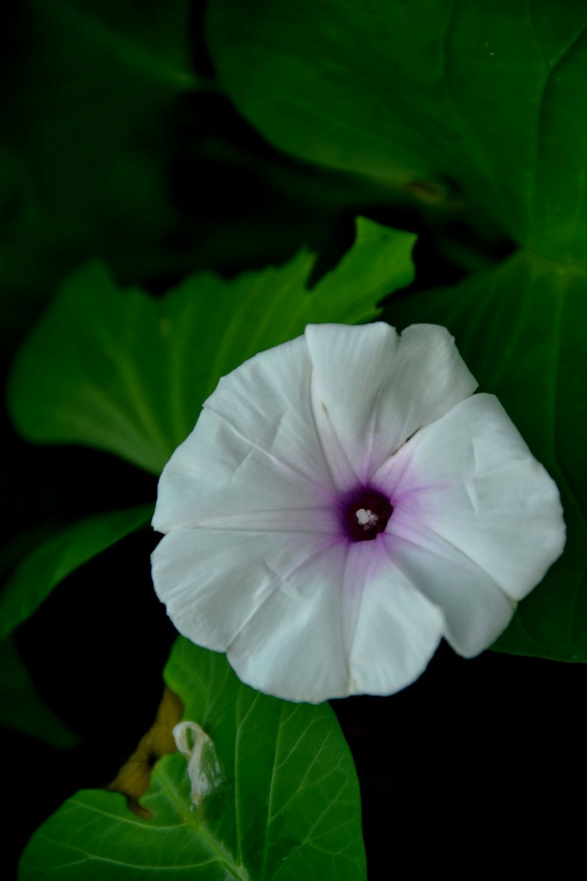 送上一句温馨的祝福:平安健康,一切安好.