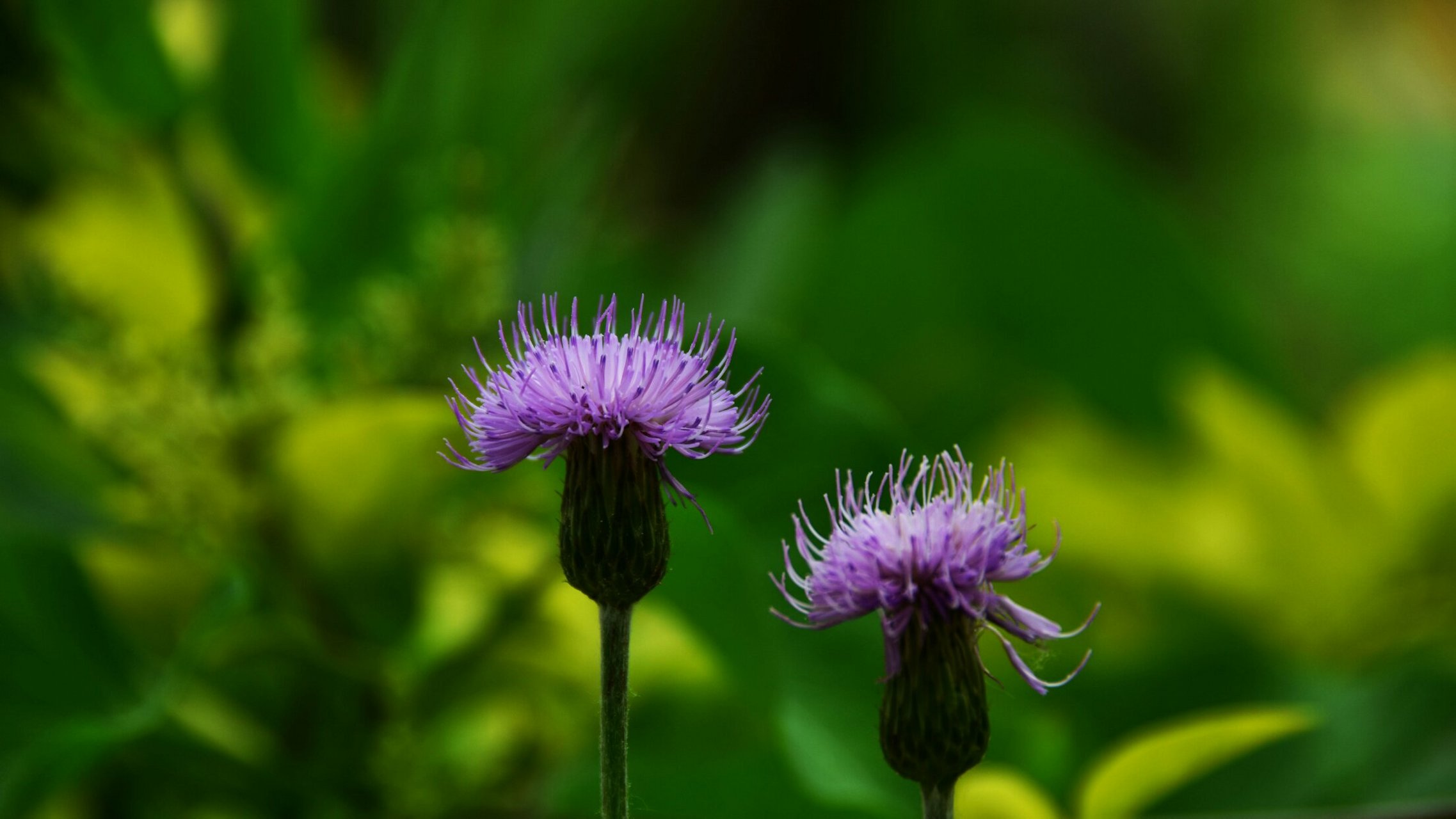祝福你我他:老顽童们(六一节)开心快乐ヽ(○^93^)1778小蓟花
