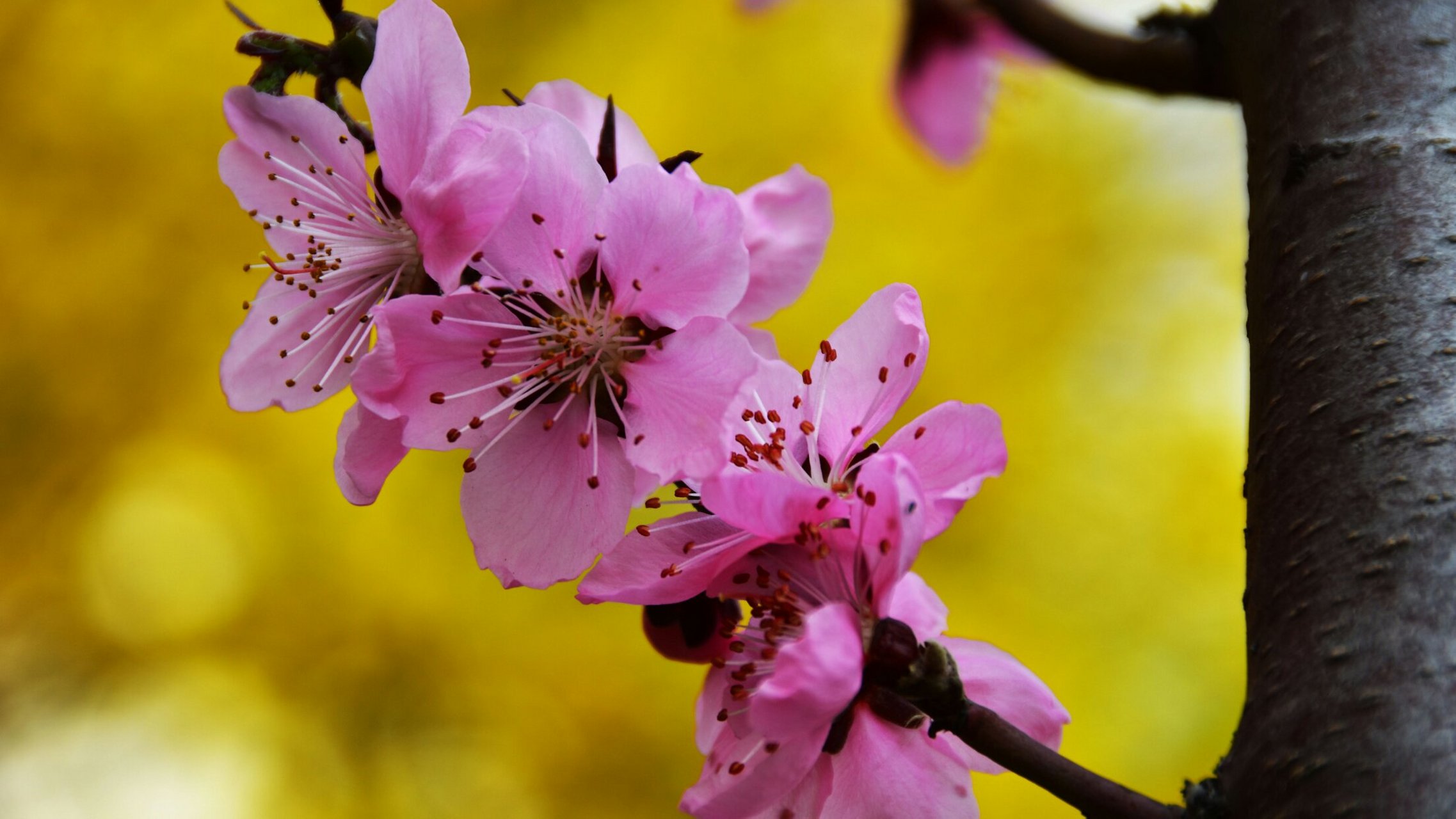 春风花草香(桃花粉色看好姿态百变)