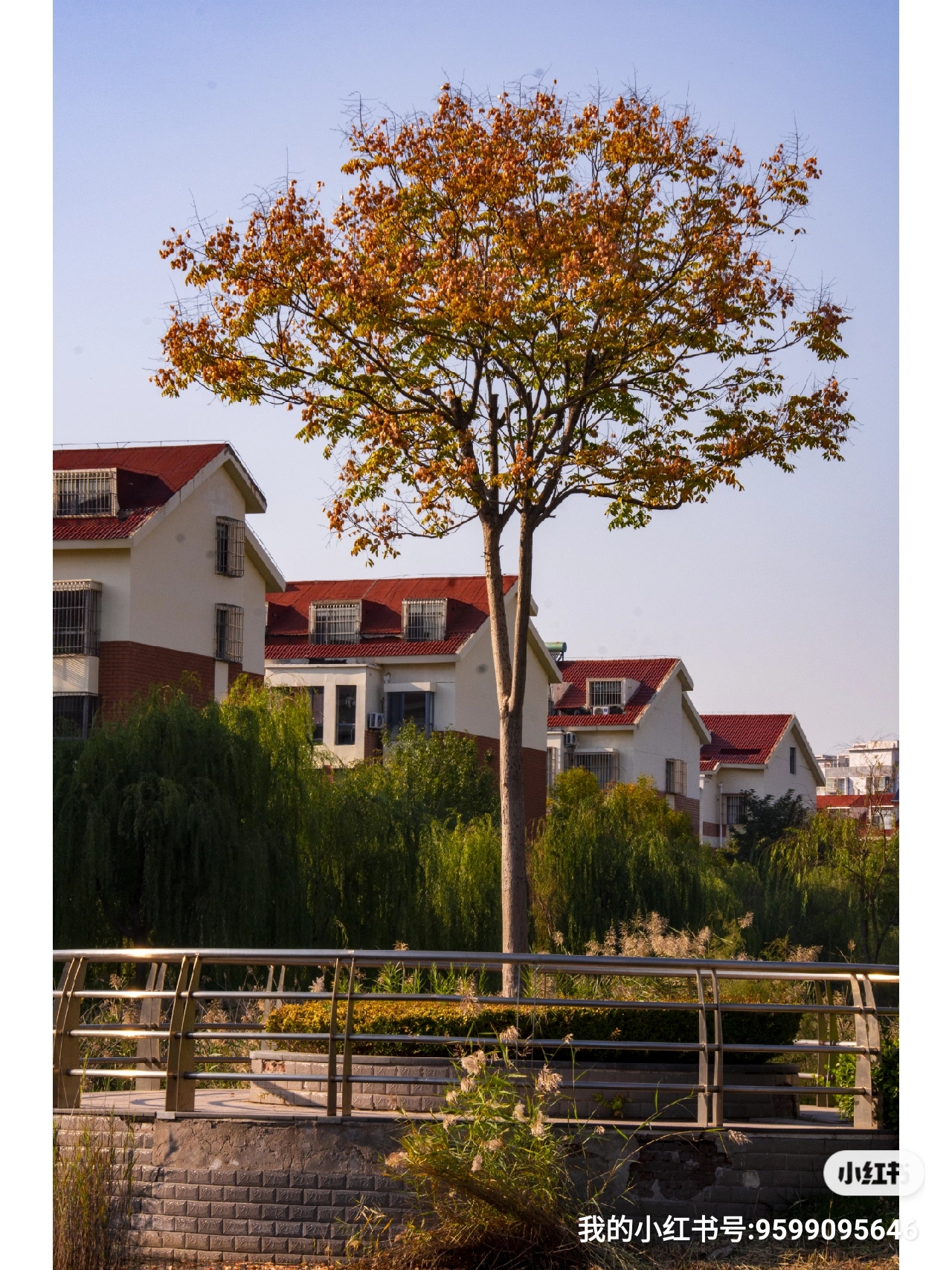 栾树,又名灯笼树.内心火热挚情满树清香,独自撑起了一秋的韵意.