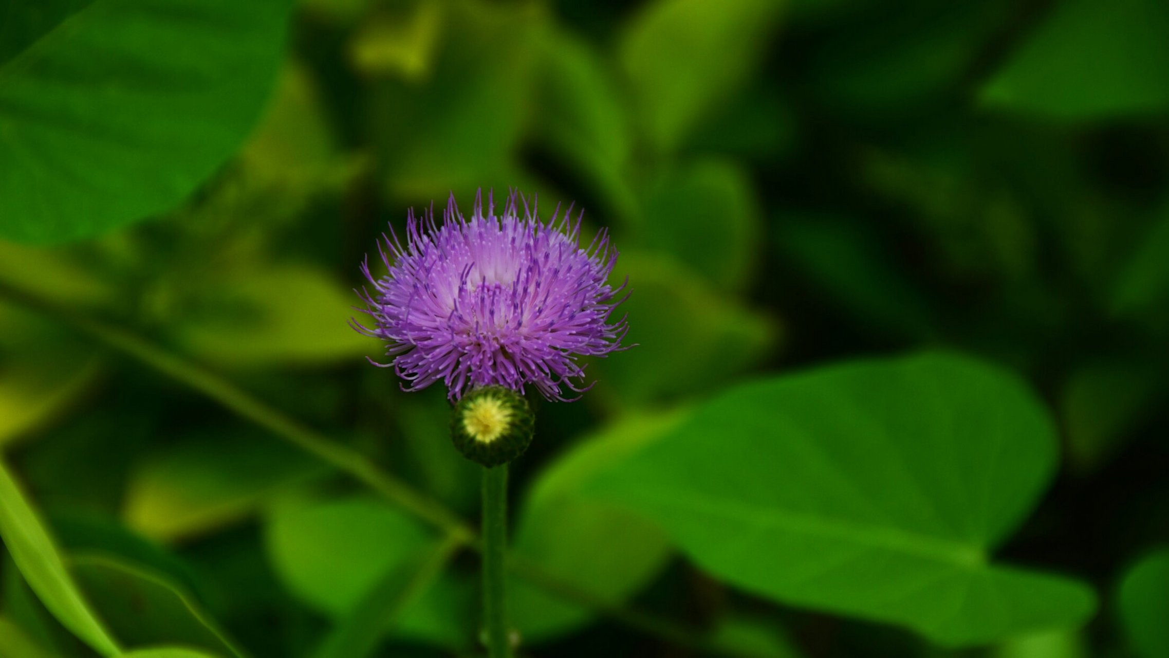 好人平安,快乐一生.ヽ(○^93^)1778小蓟花(刺儿菜)寡欢