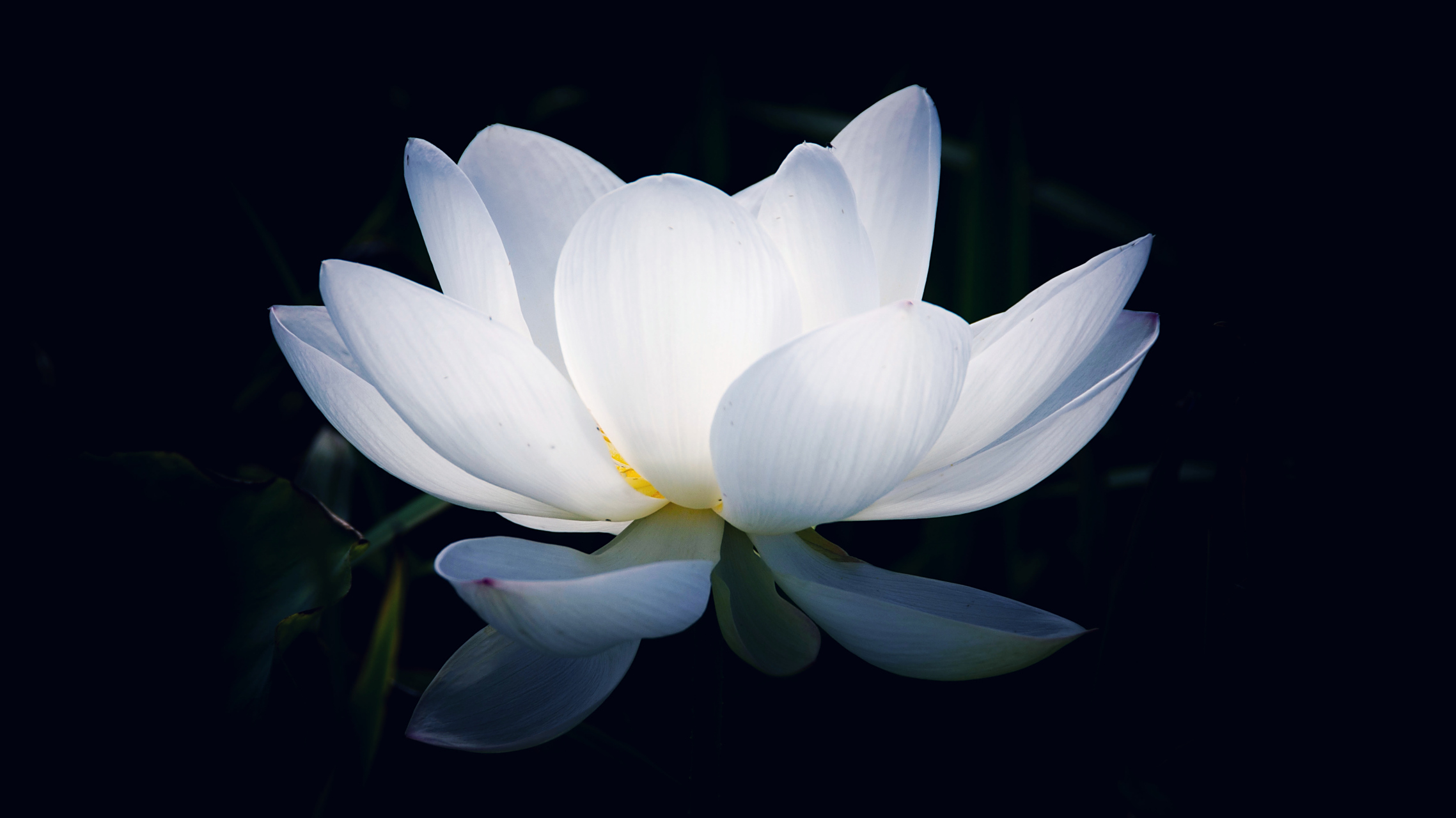 白荷花荷花白,荷花白白如玉.