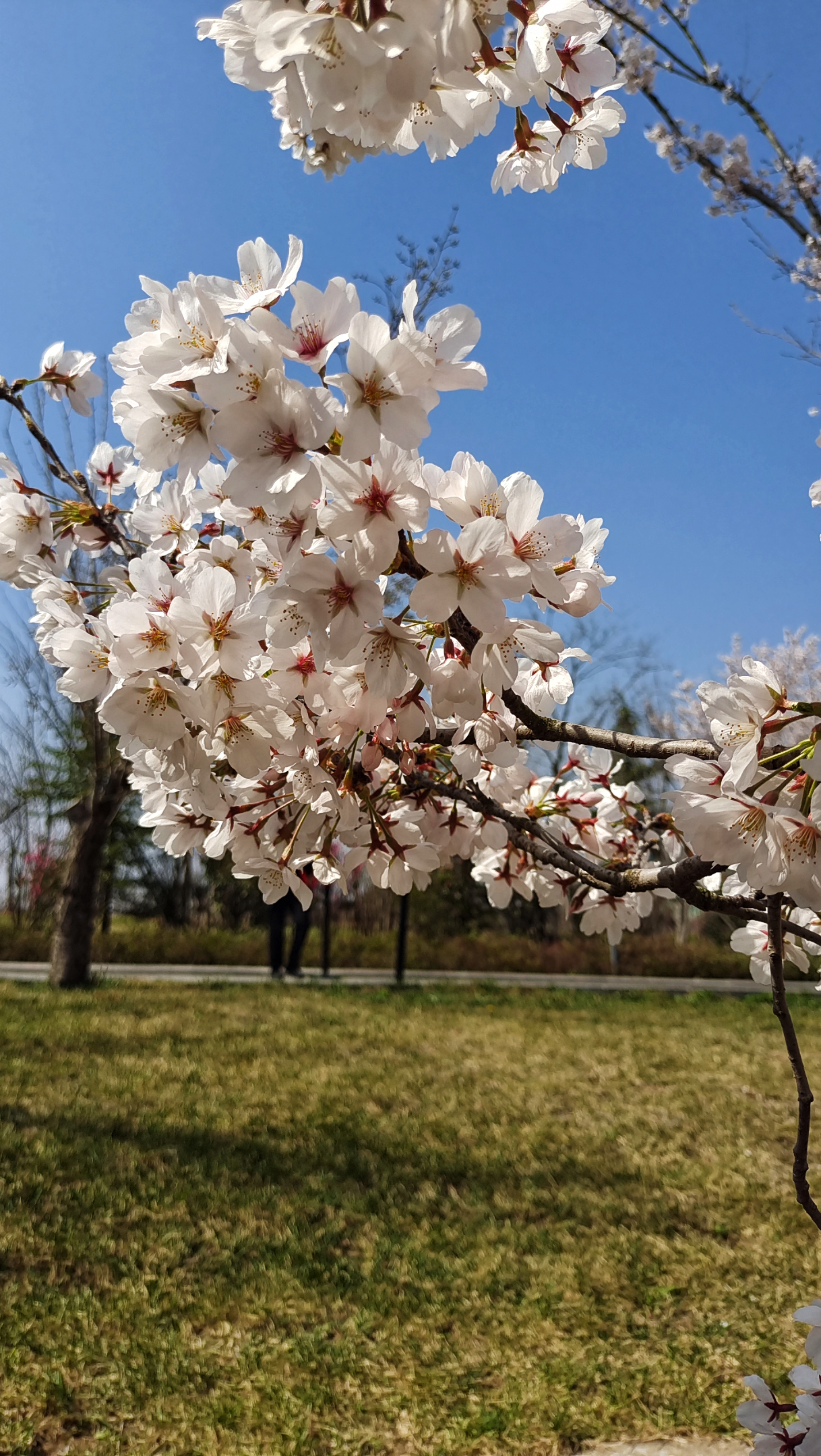 才力樱花图片