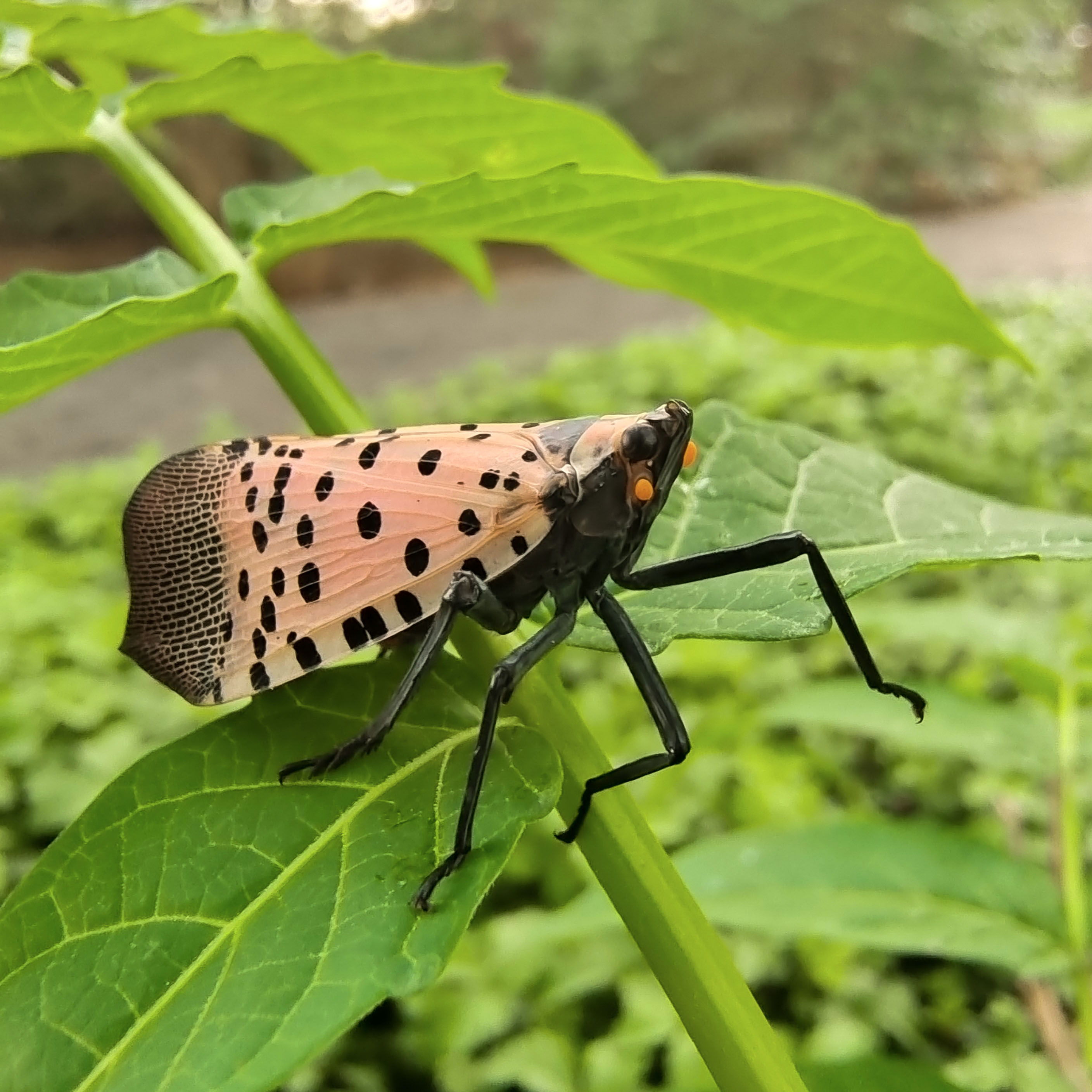 更正6月30日发出的昆虫图片名称乃是斑衣蜡蝉的幼虫,今在世纪大道绿化