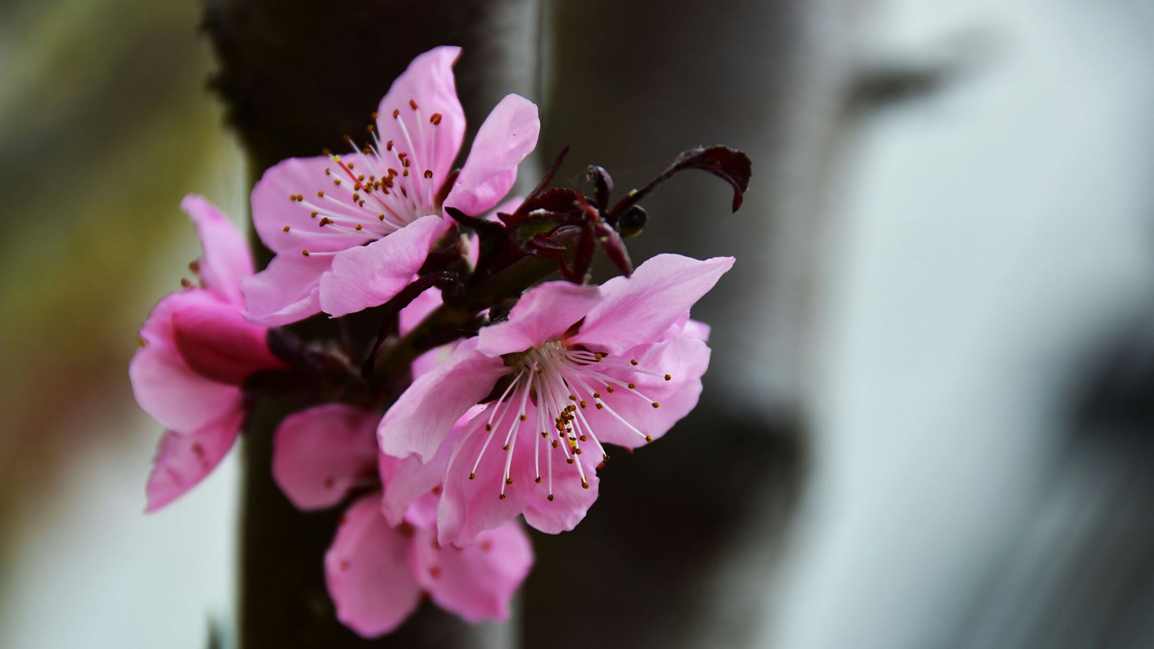 春风花草香(桃花粉色看好姿态百变)